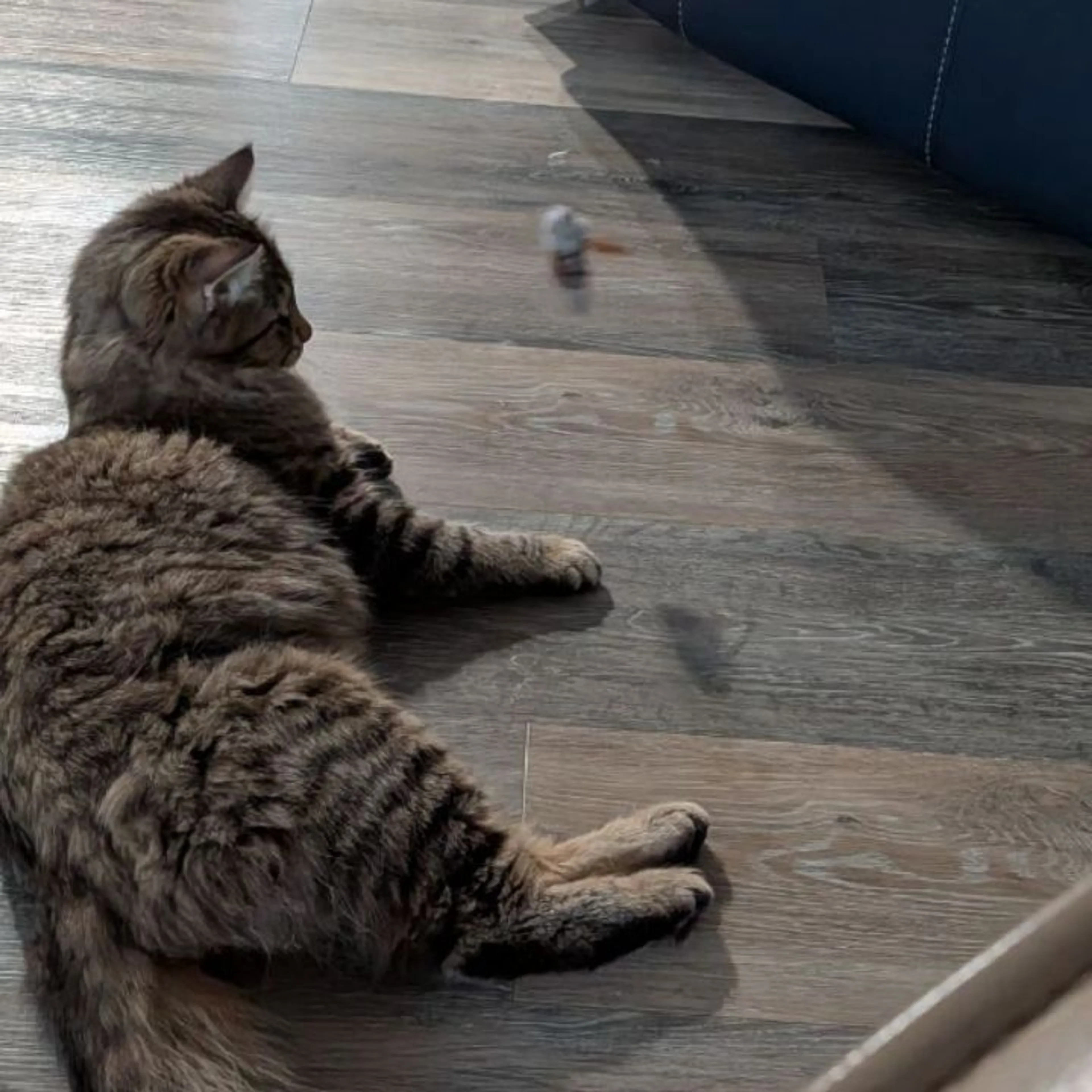 Lost pet-0