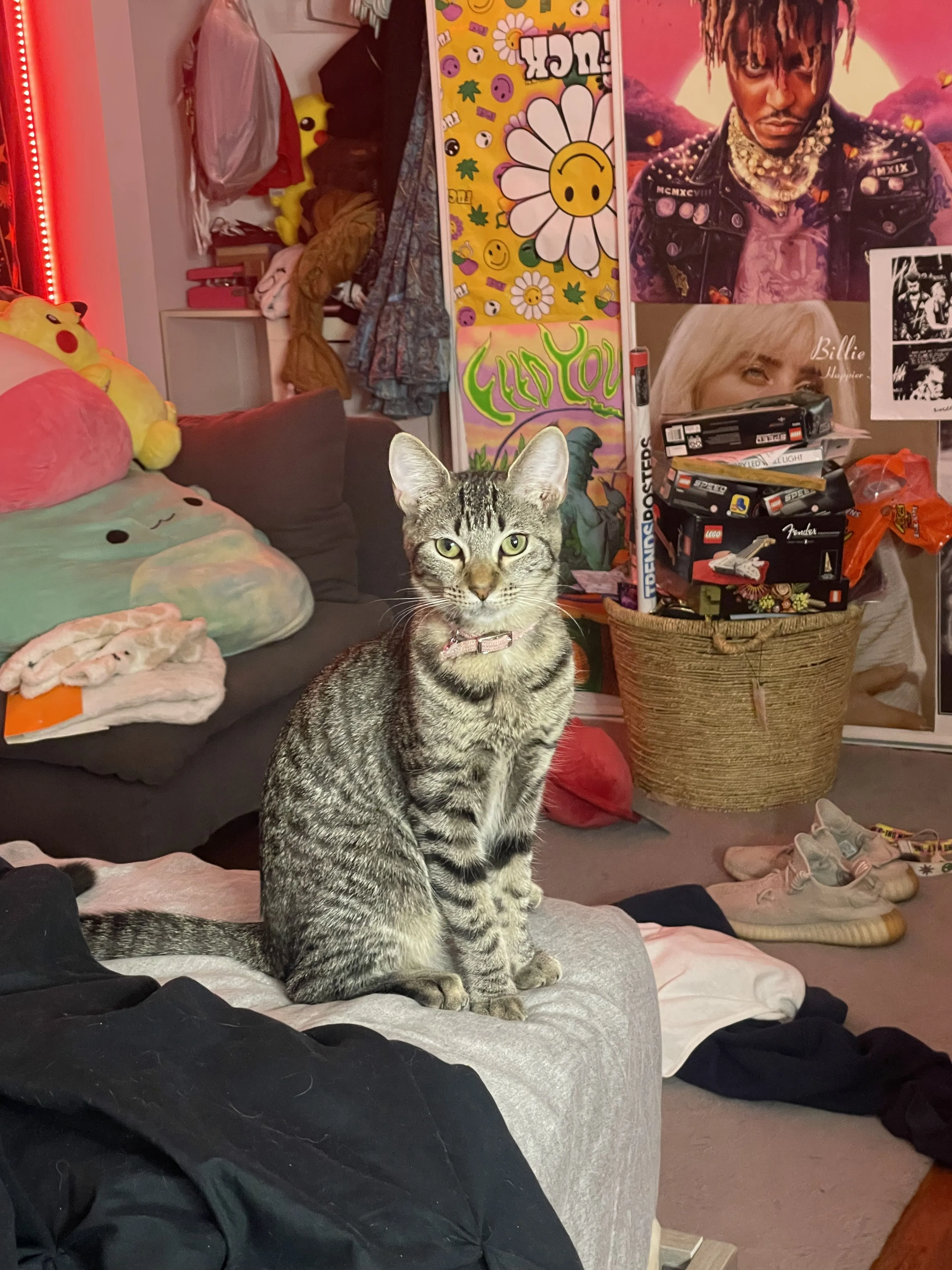 Lost pet-1