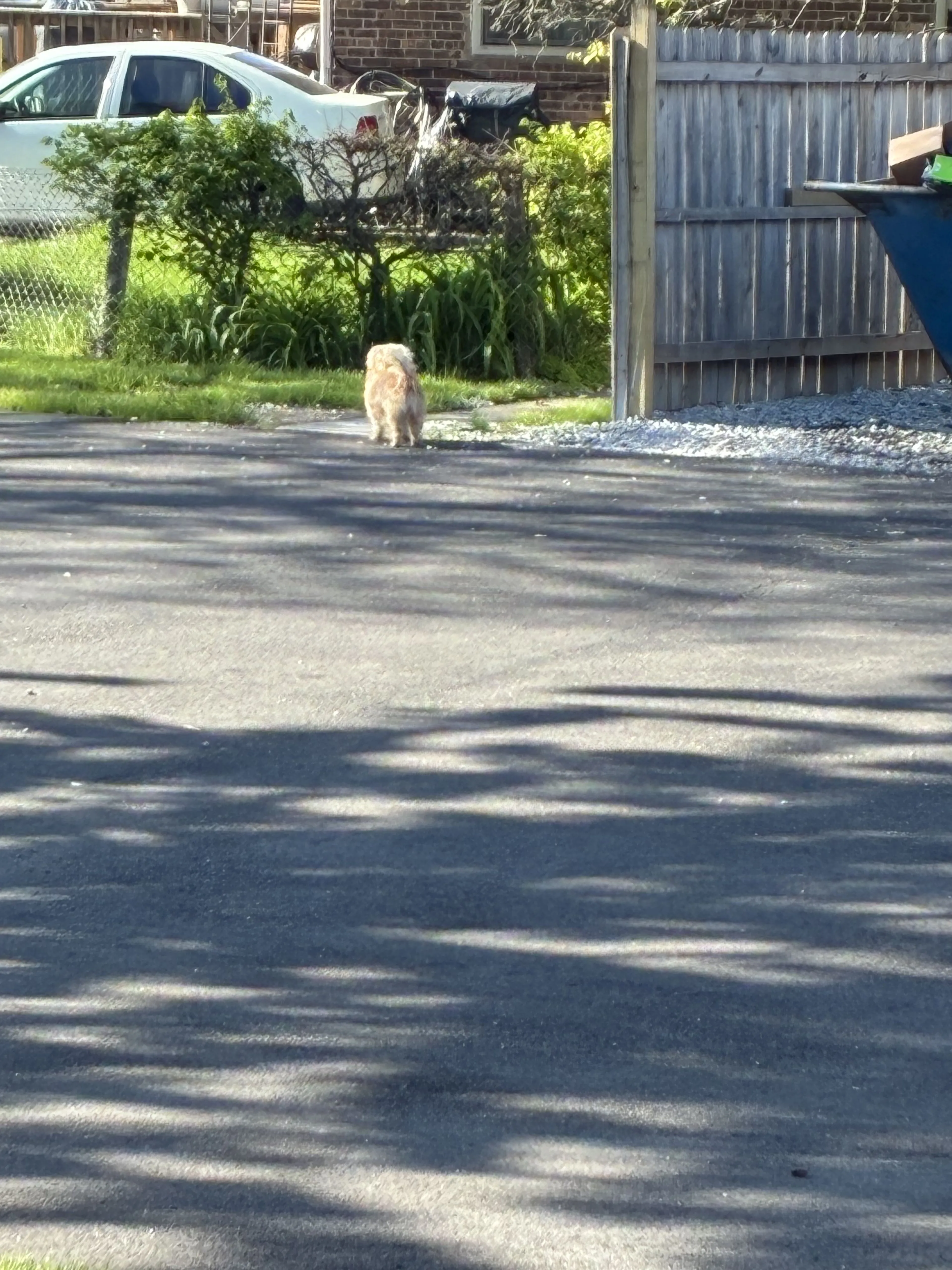 Lost pet
