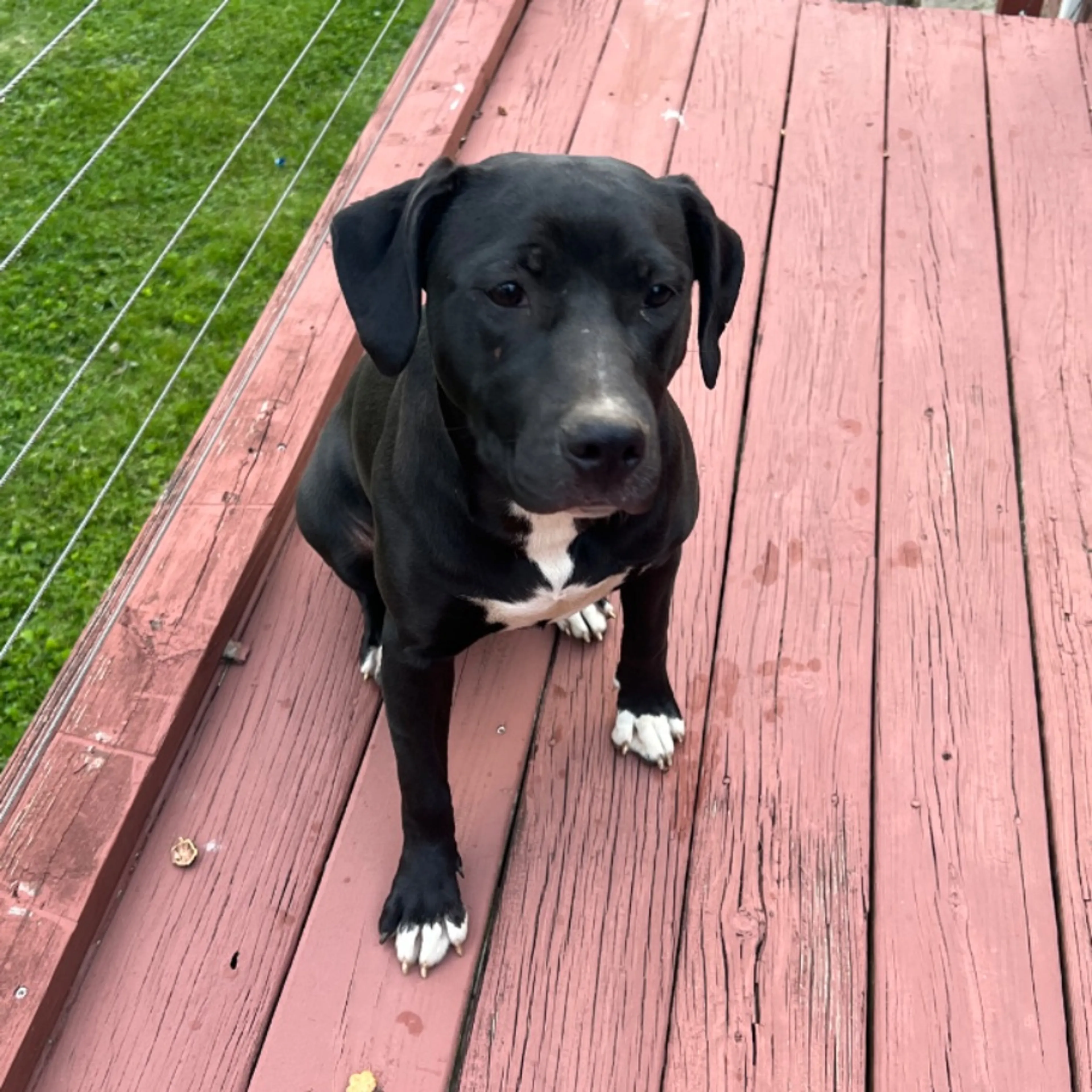 Found pet