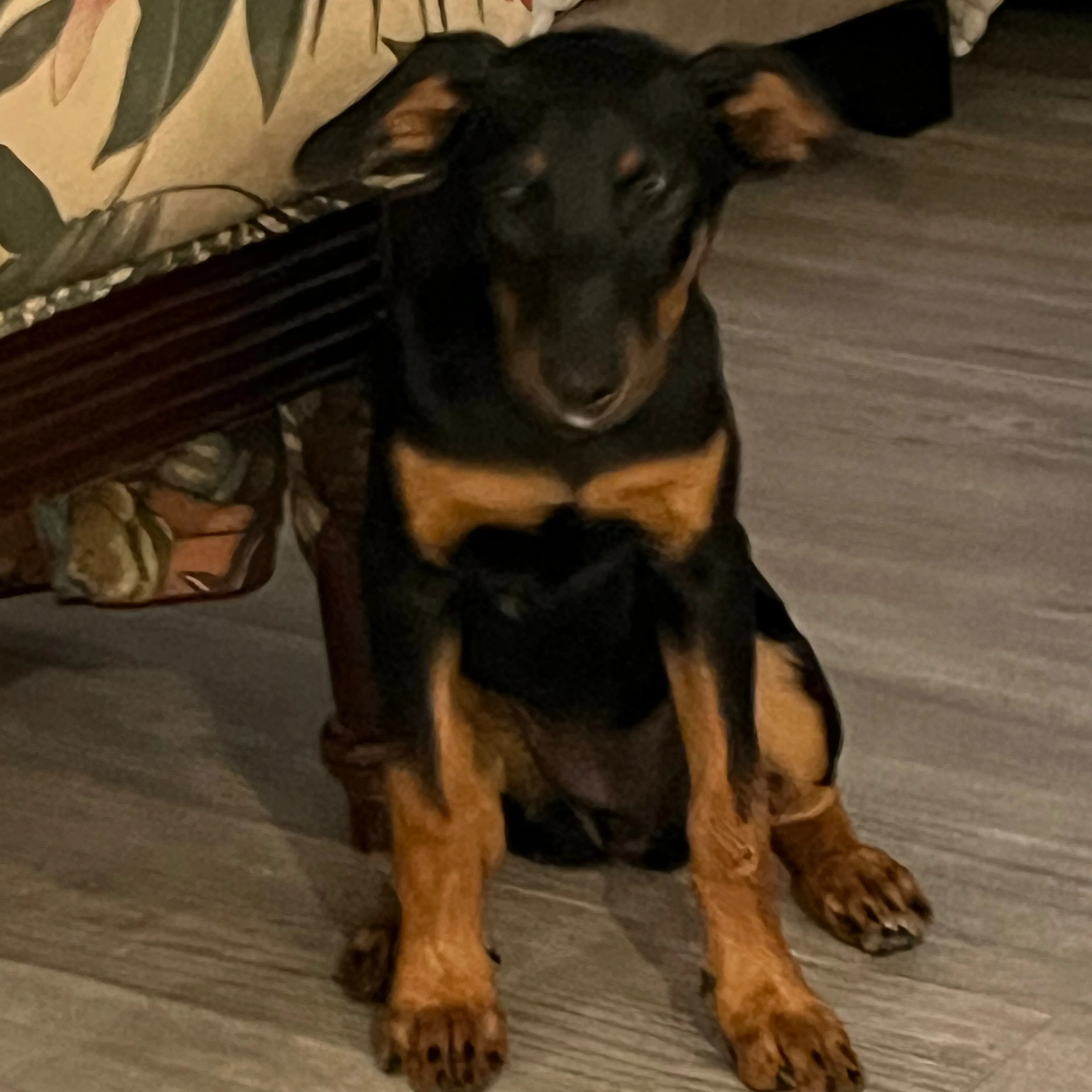 Found pet-1