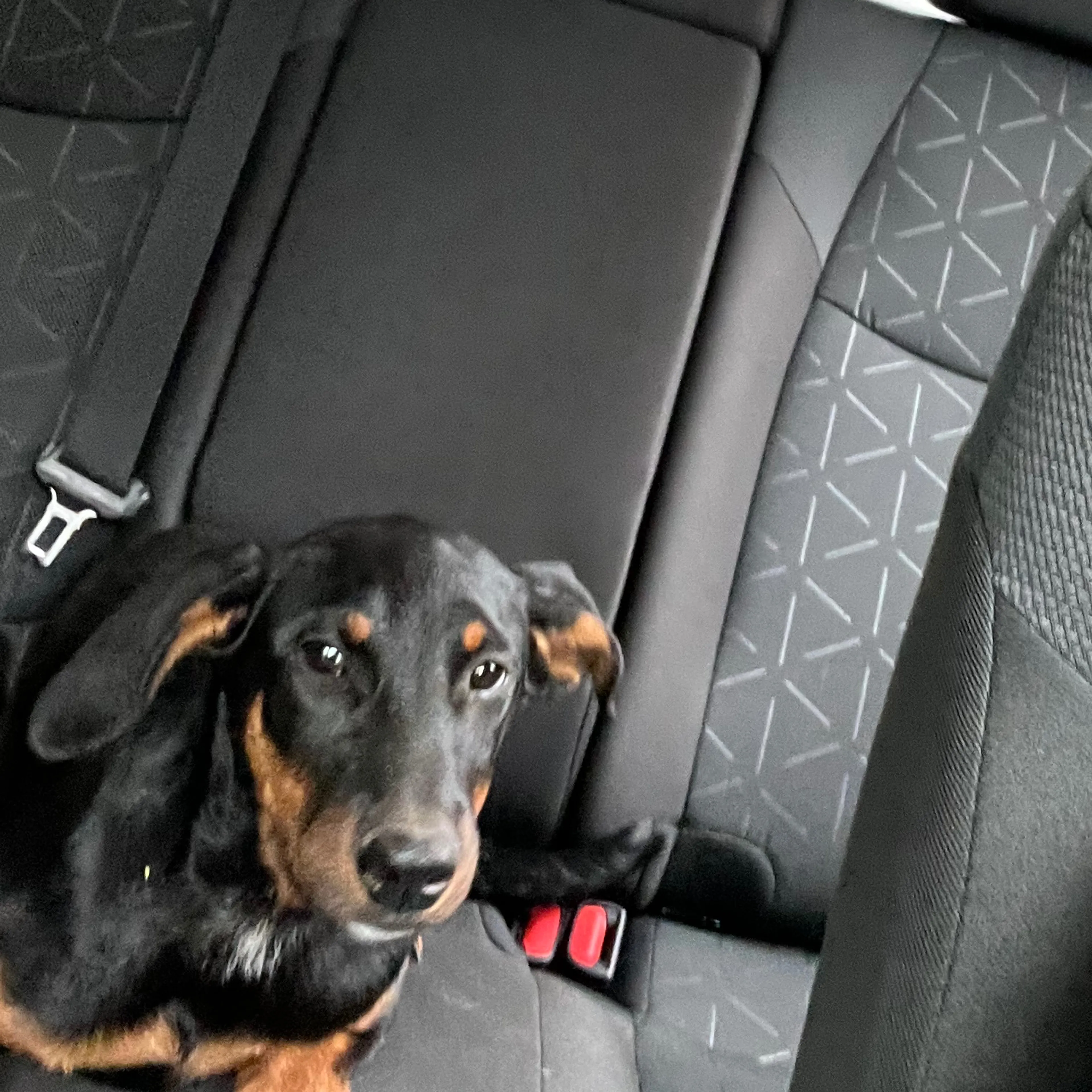 Found pet-2