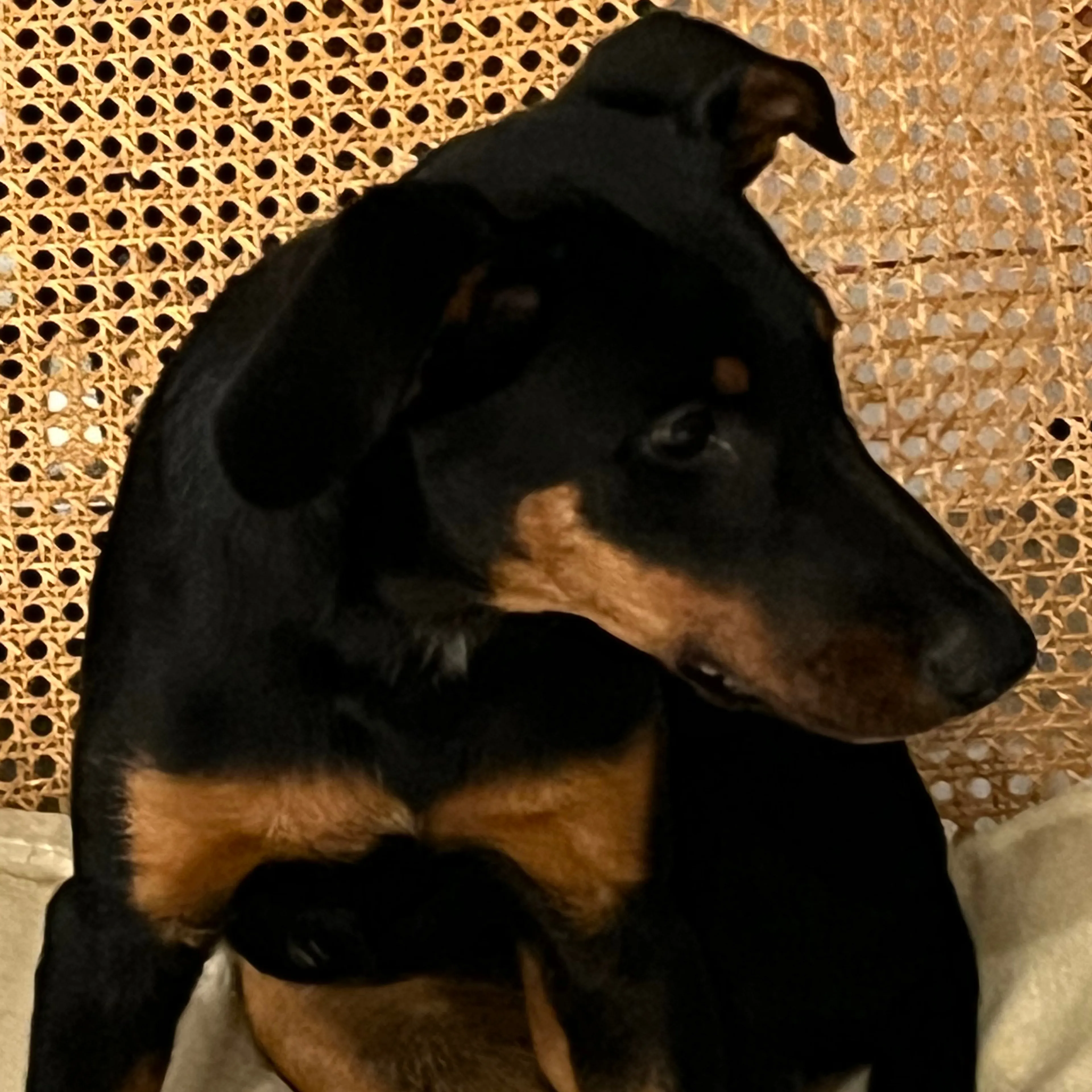 Found pet-3