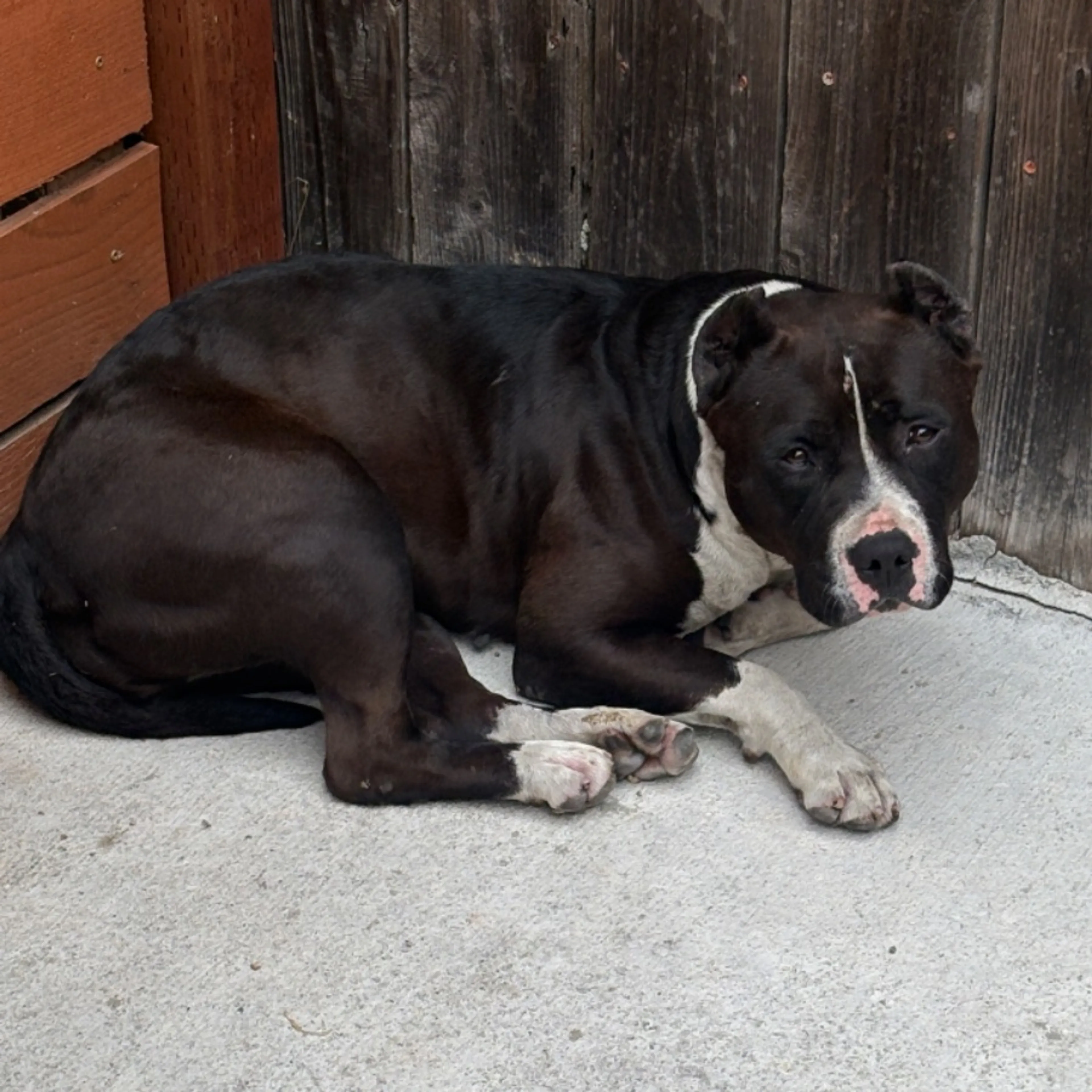 Found pet
