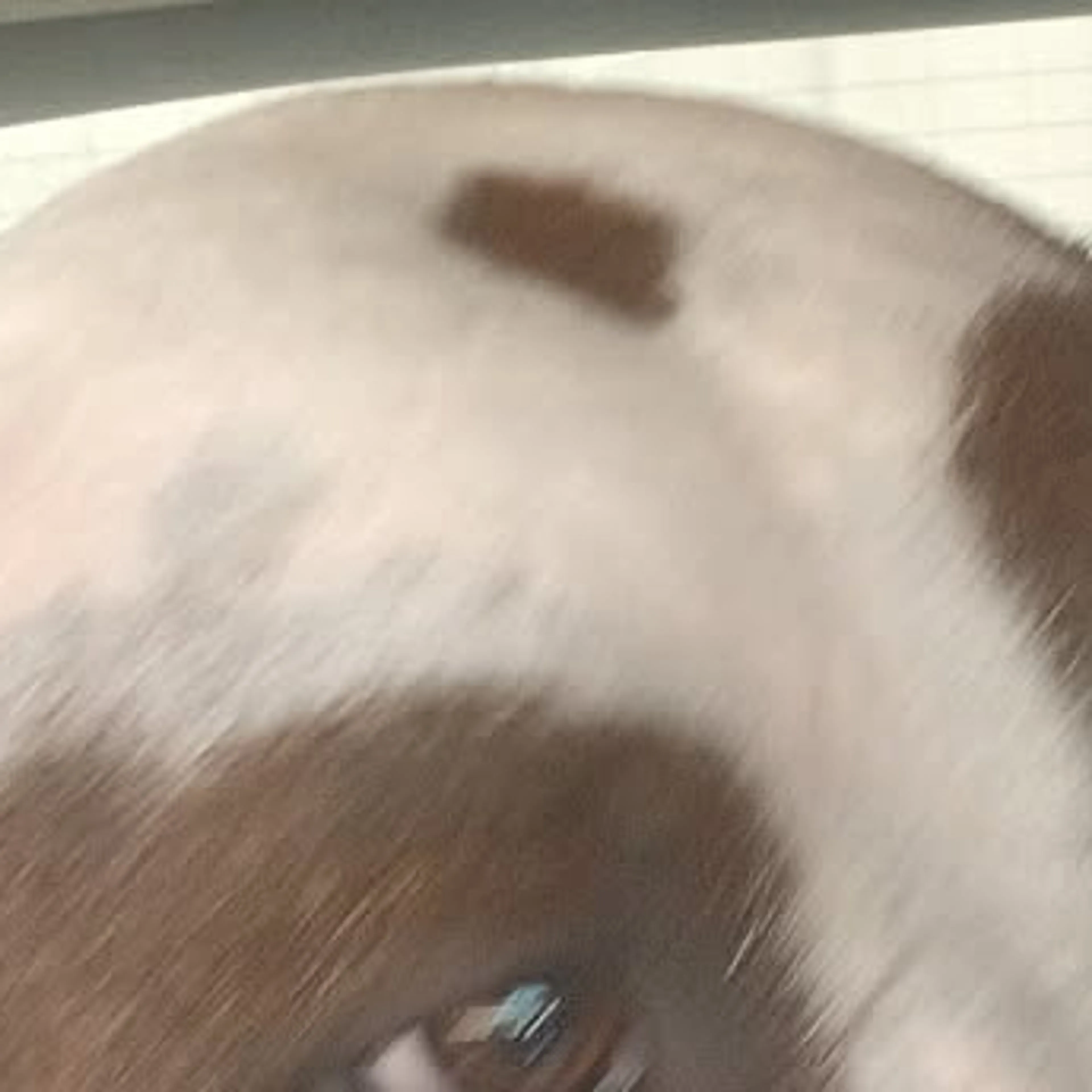 Lost pet-2