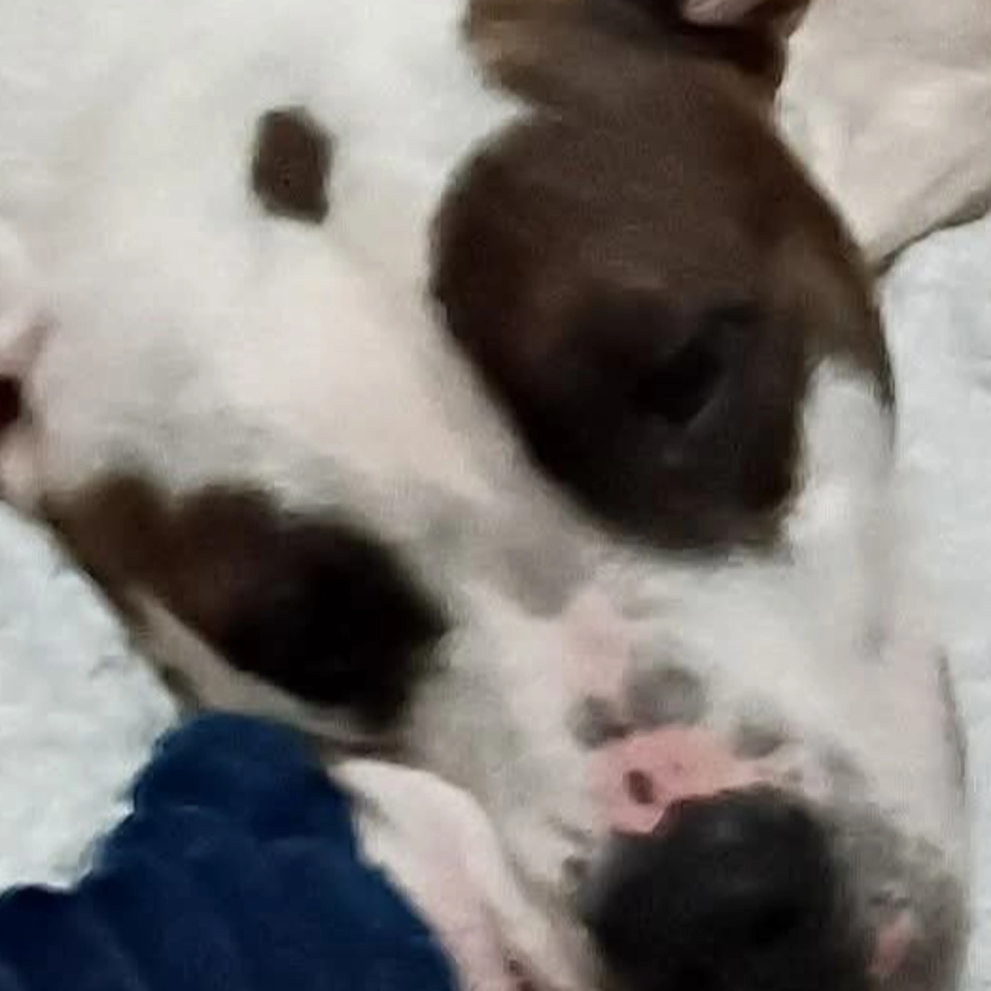 Lost pet-1