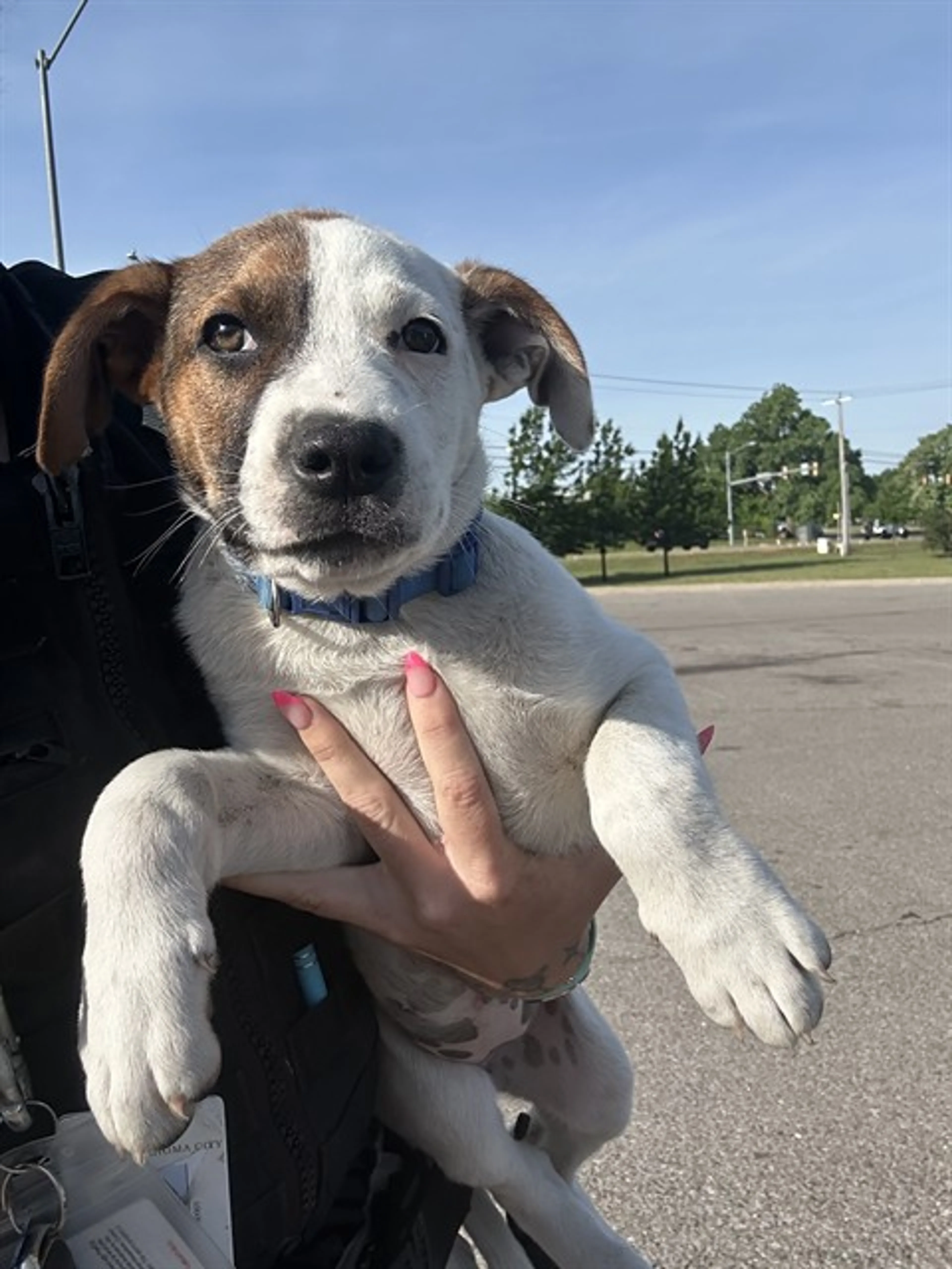 Found pet