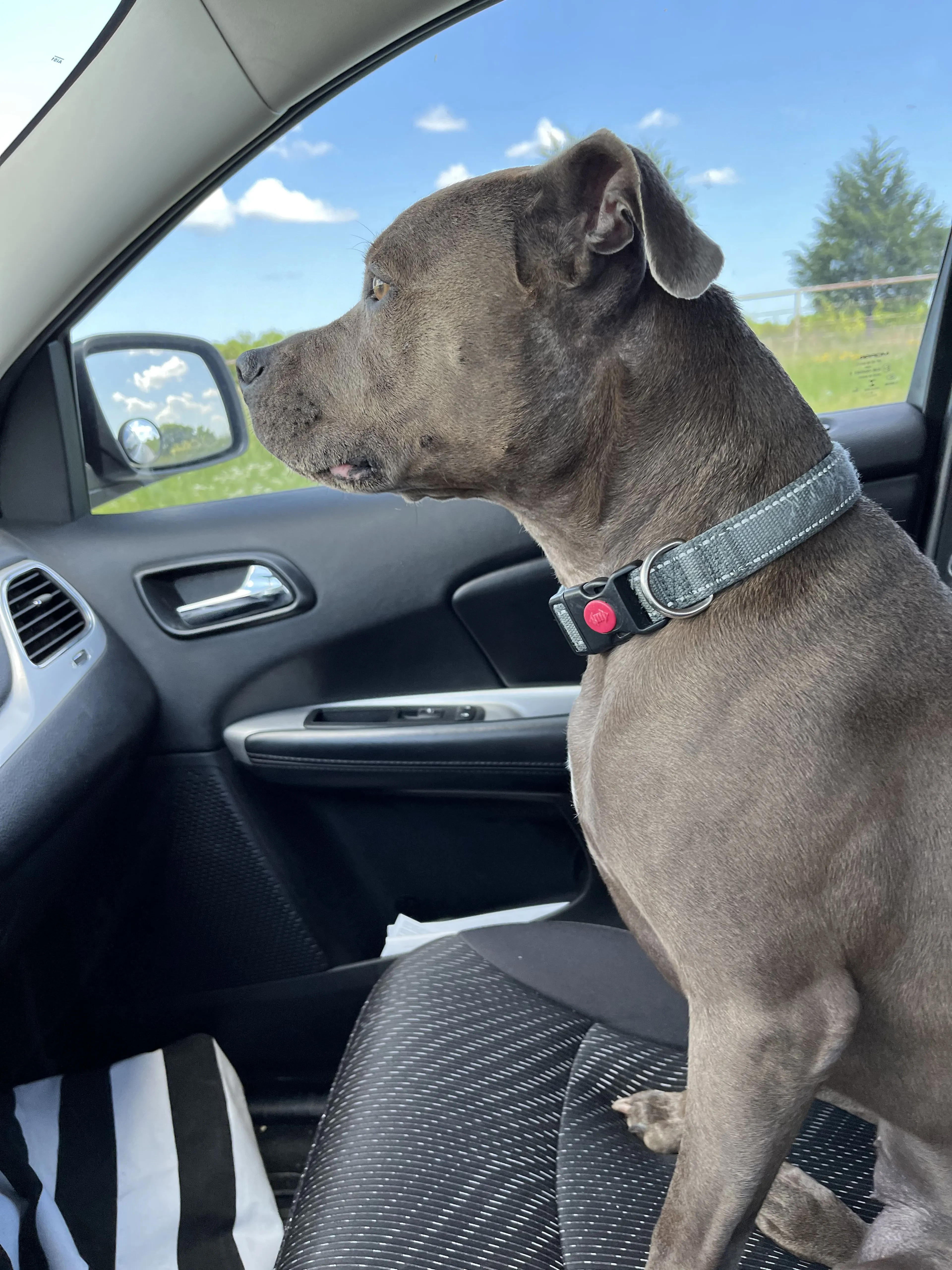 Lost pet-1