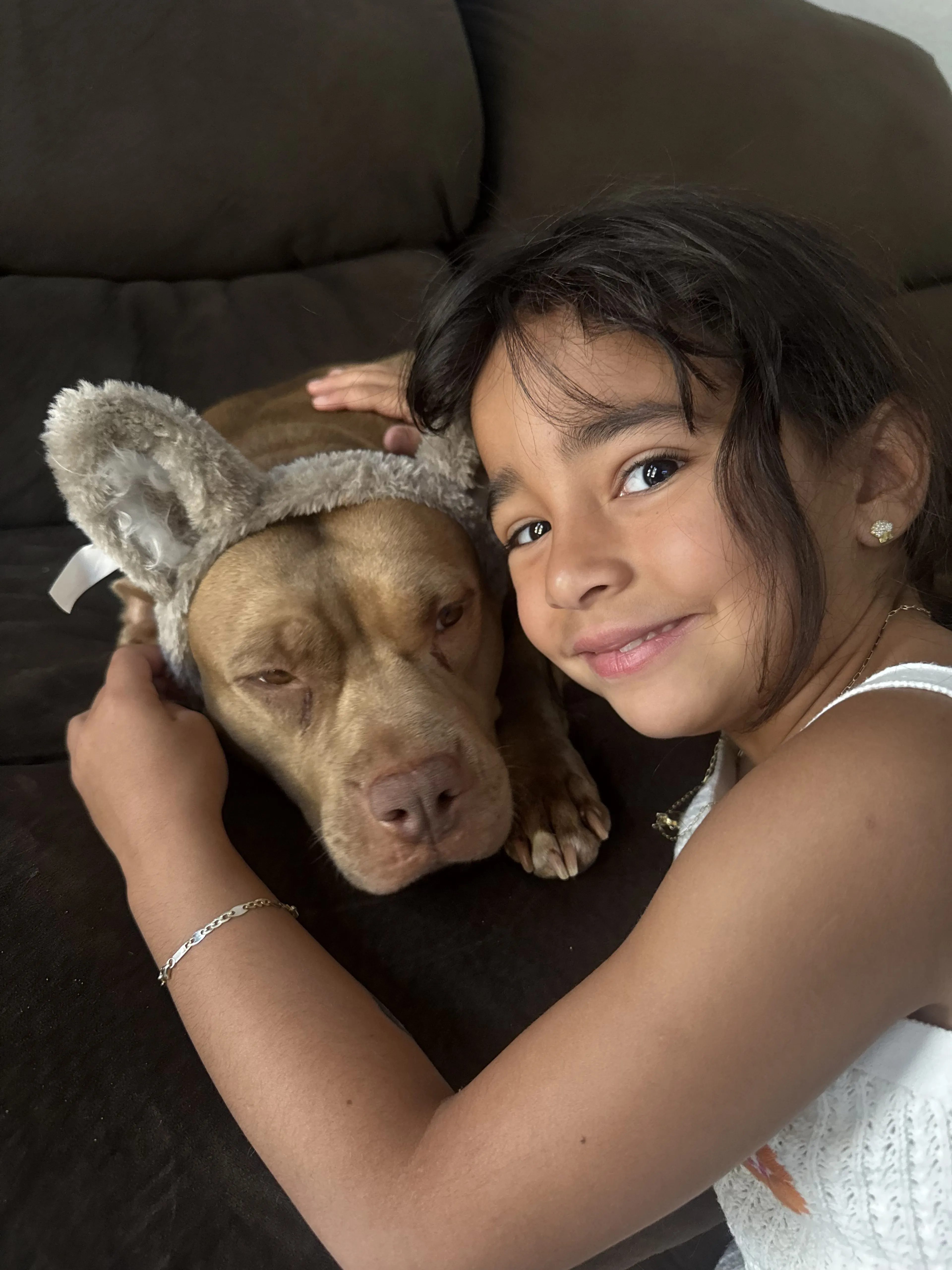 Lost pet-2