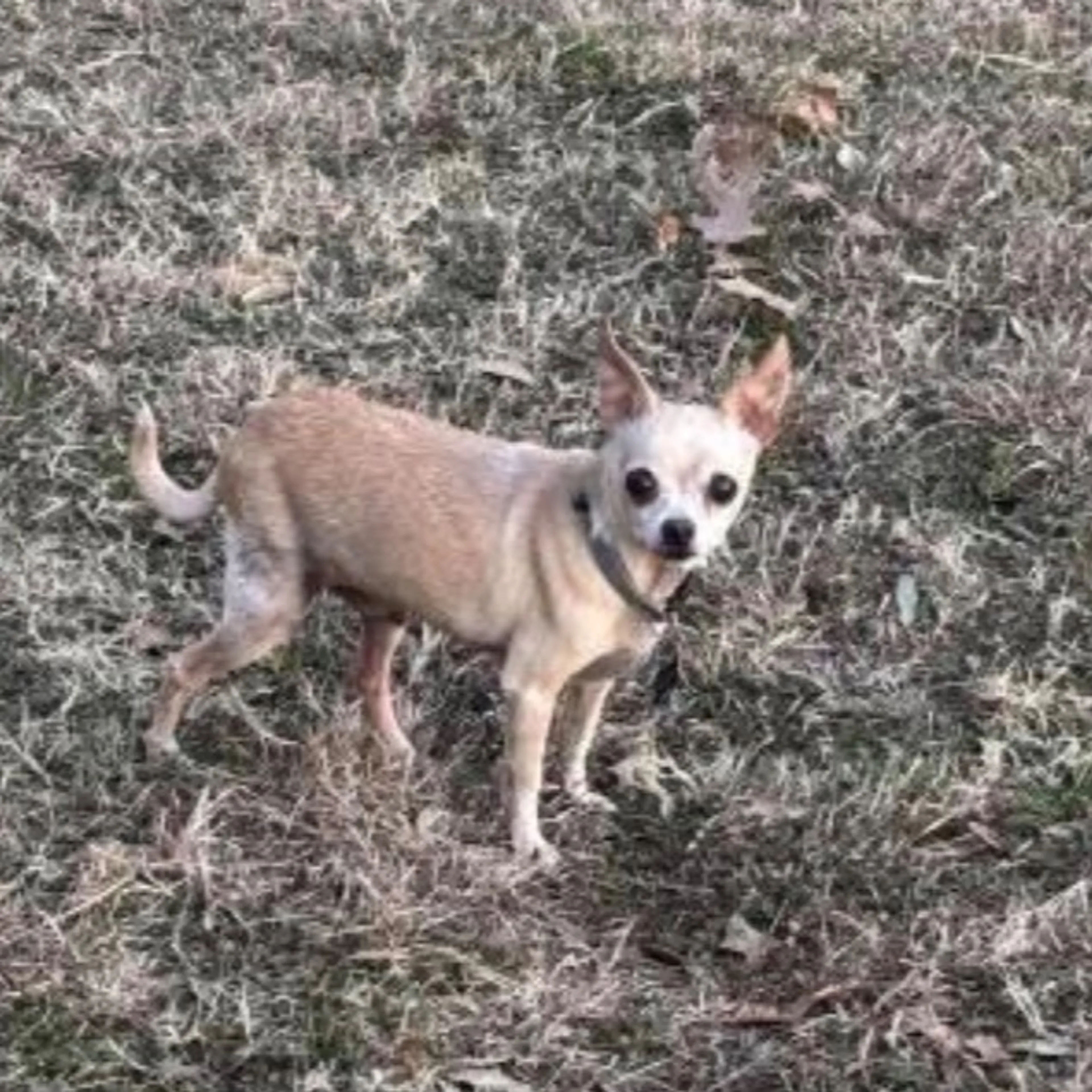 Lost pet