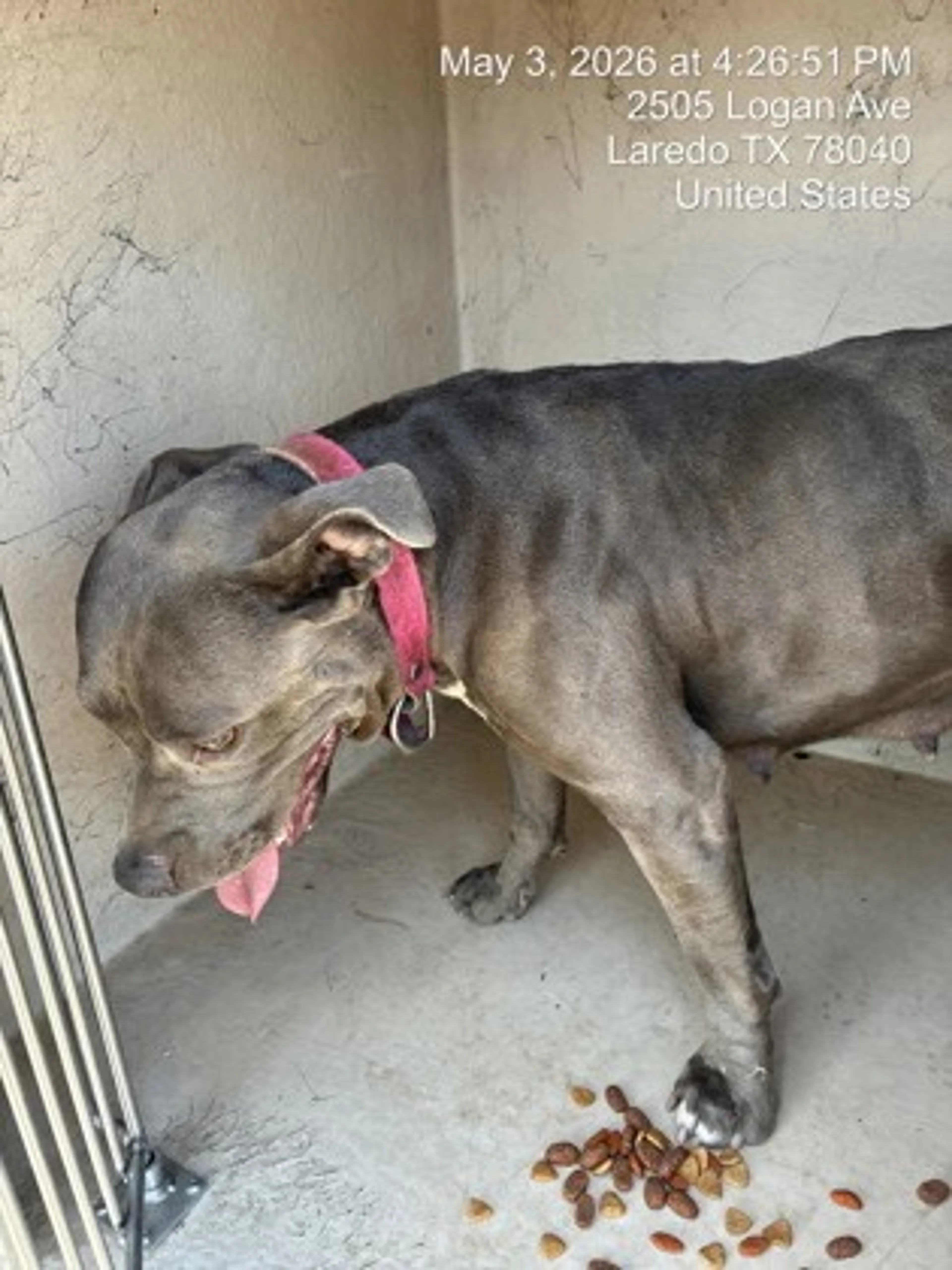 Found pet