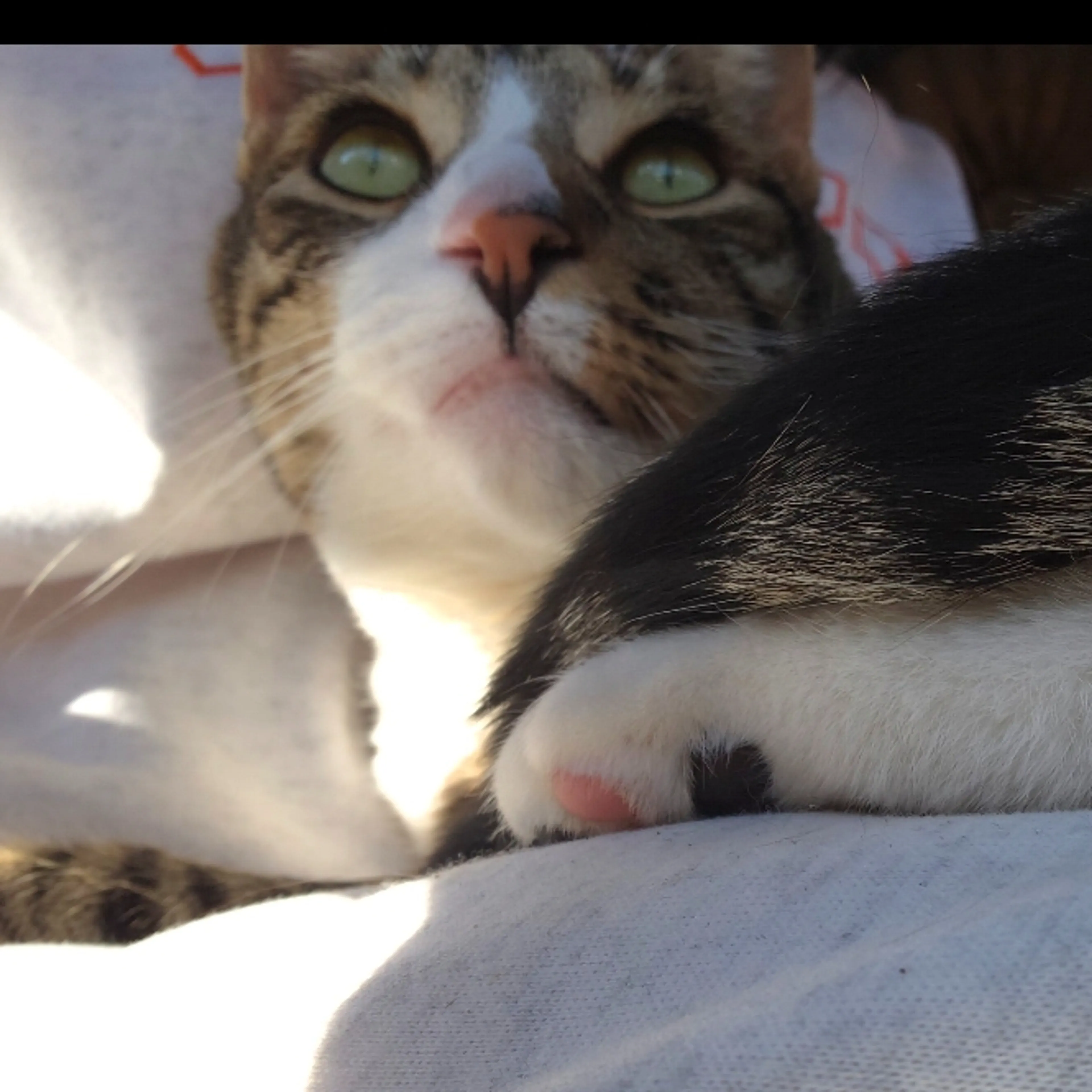 Lost pet-2