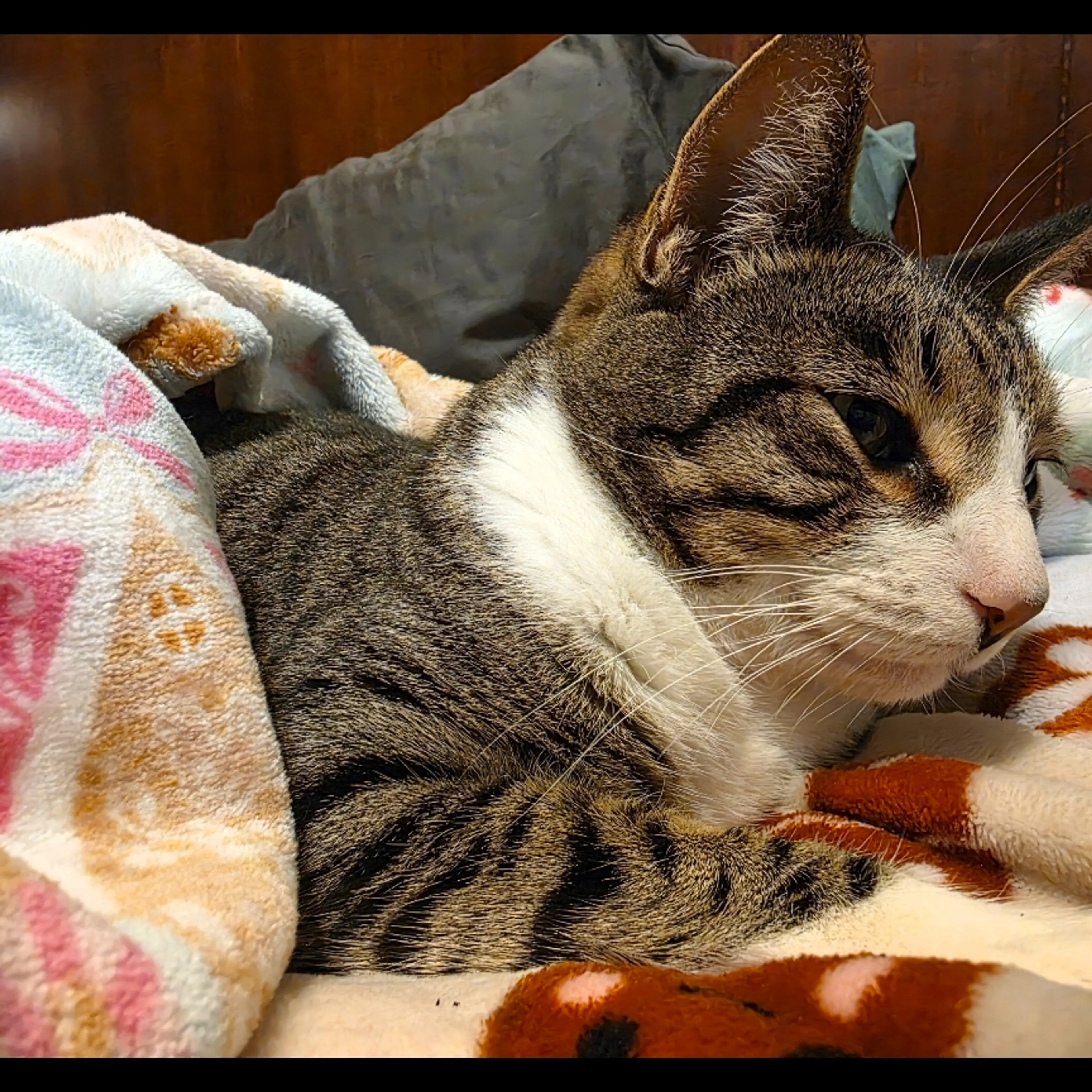 Lost pet-3