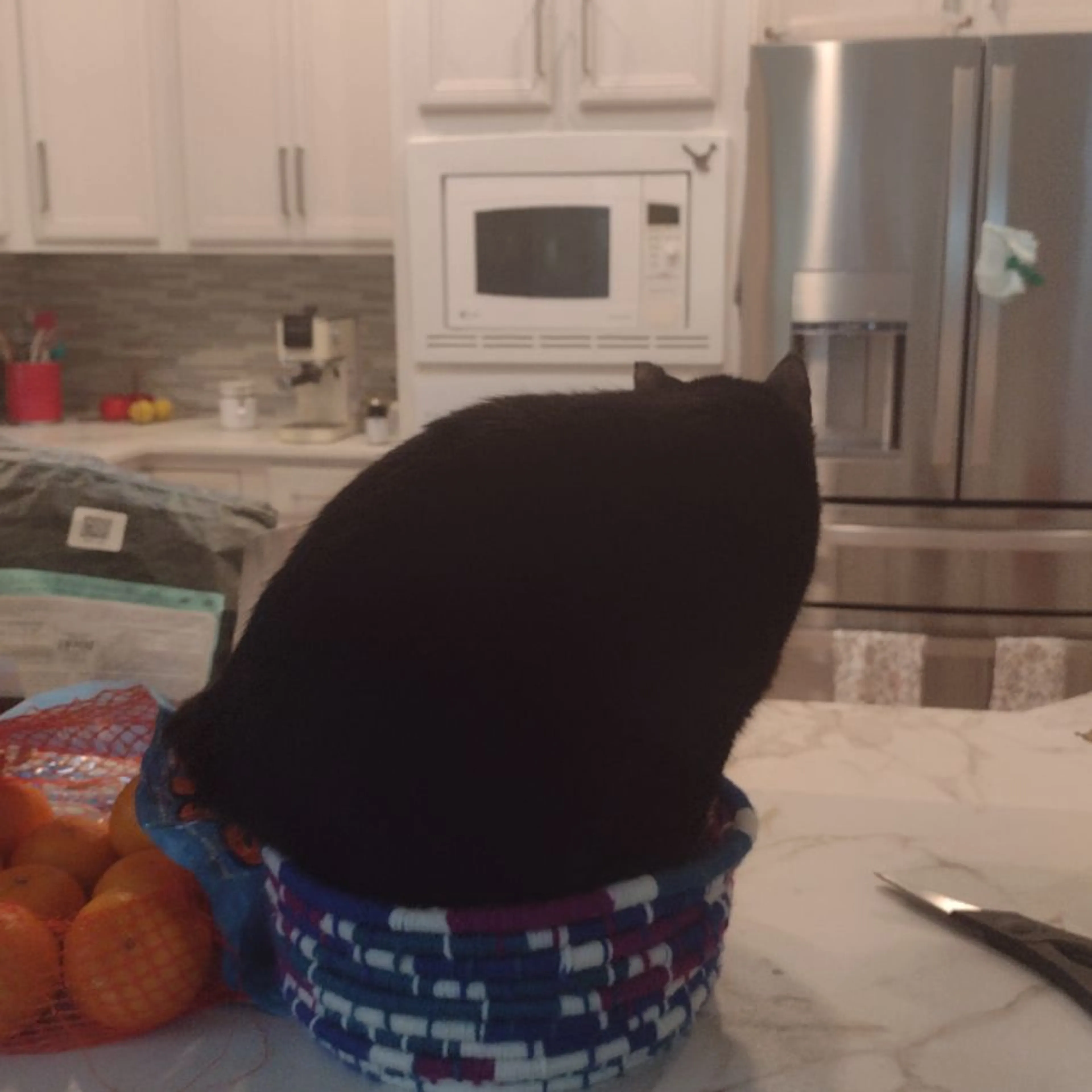 Lost pet