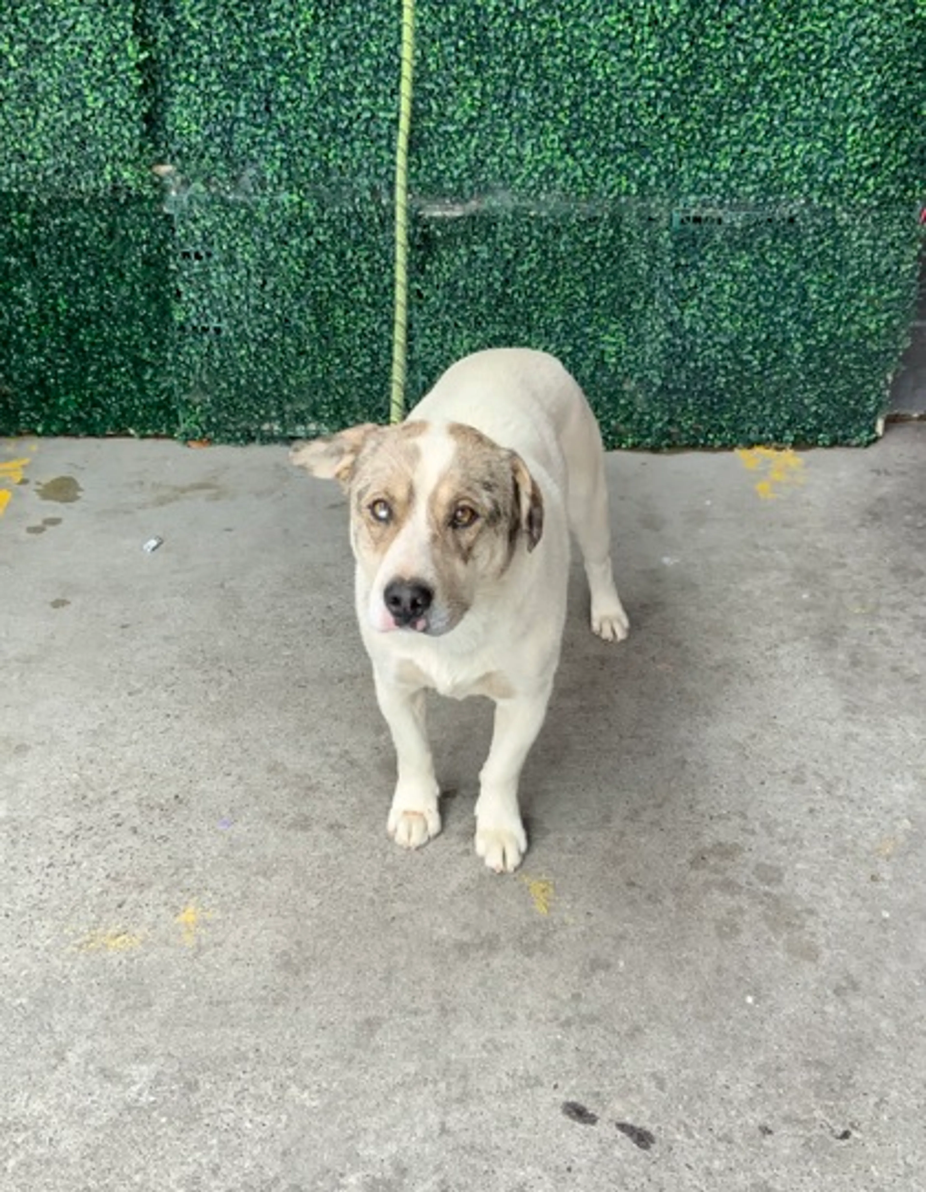 Found pet