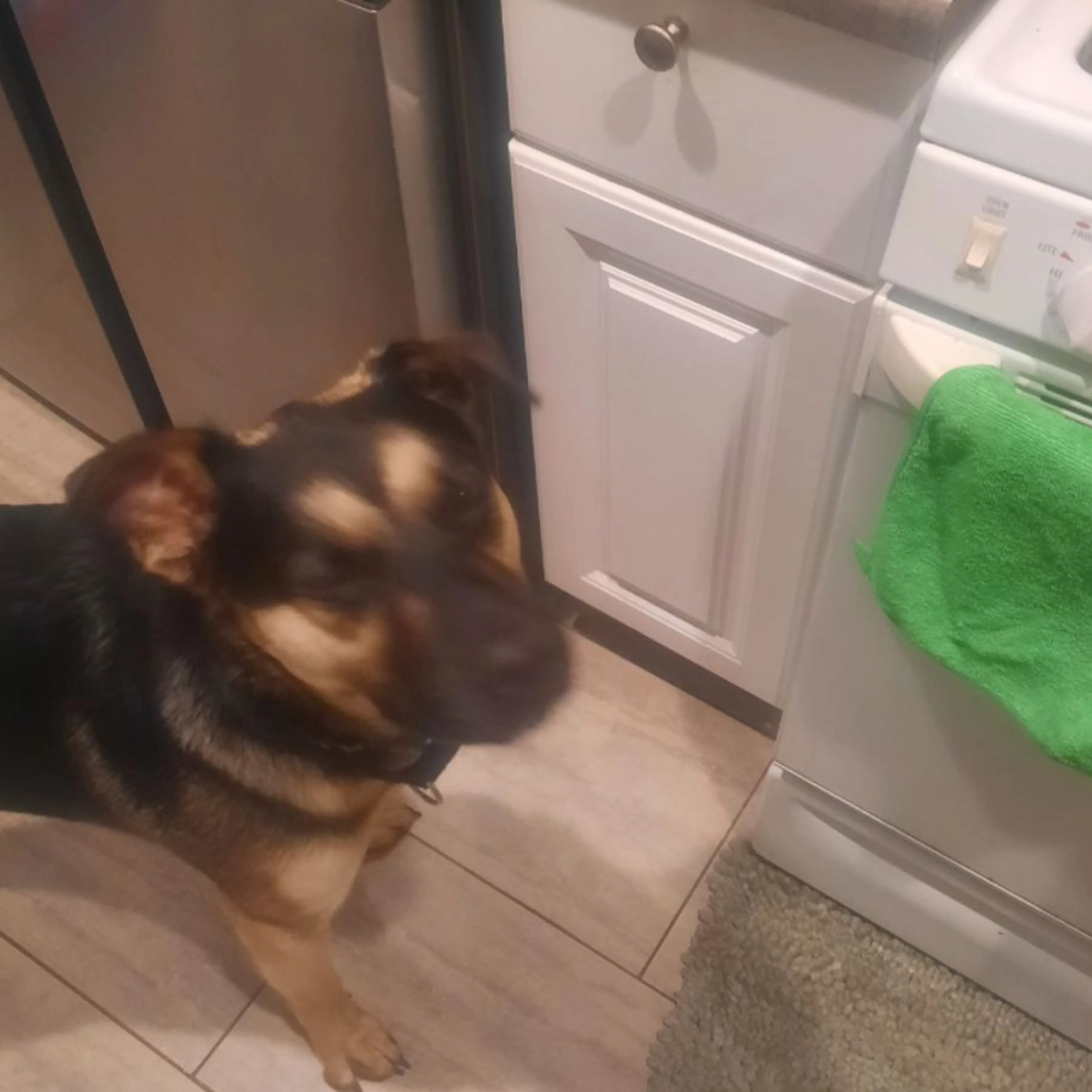 Found pet