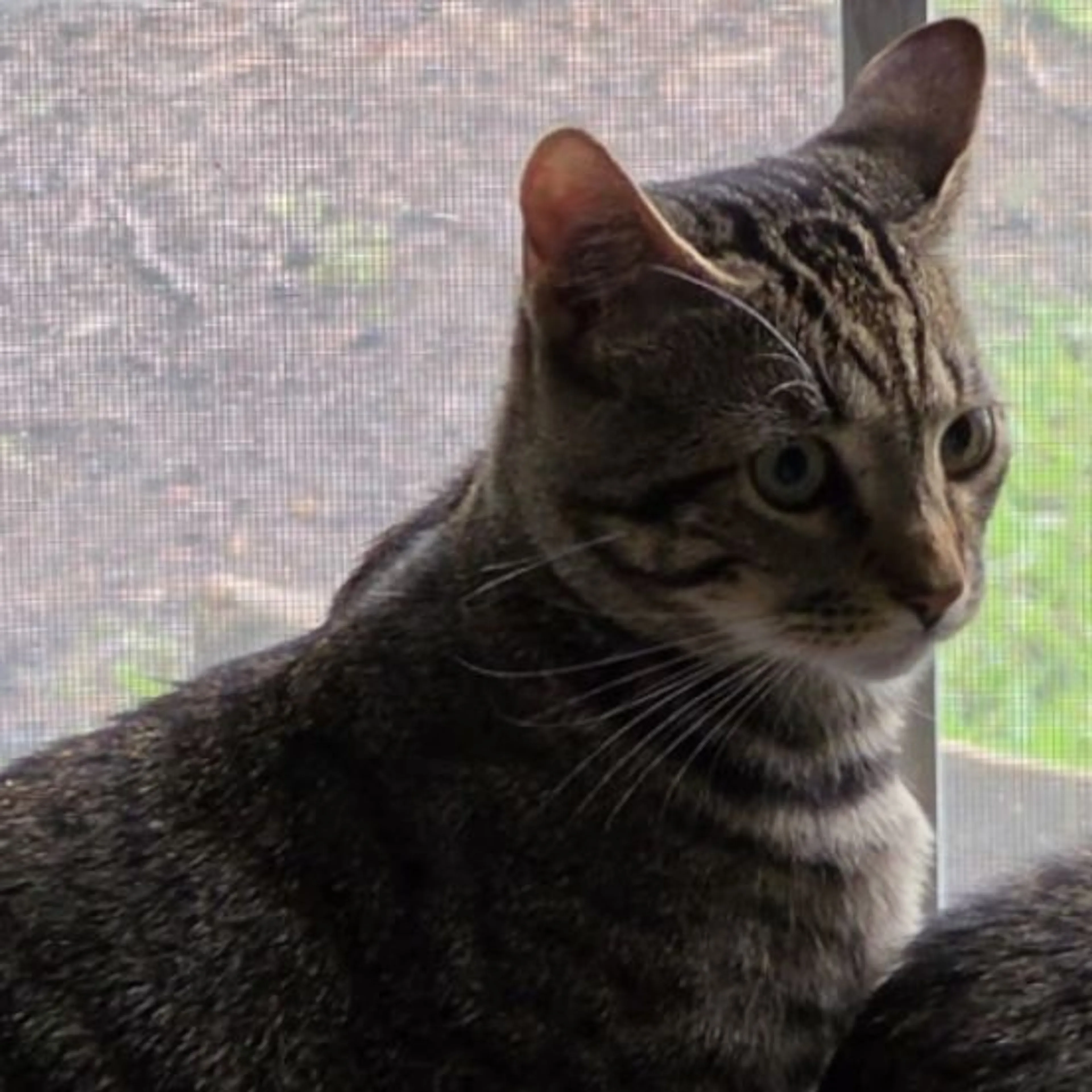 Lost pet