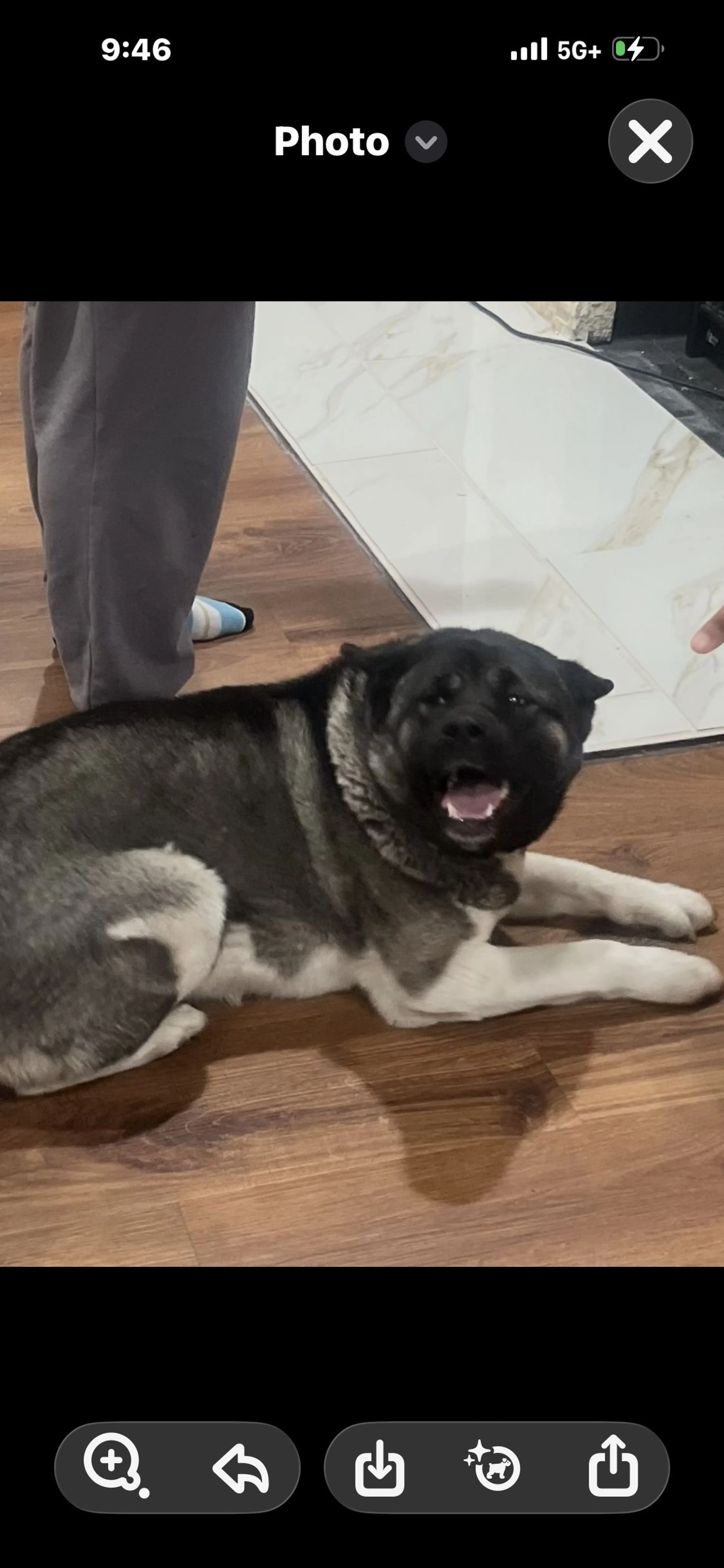 Lost pet-0