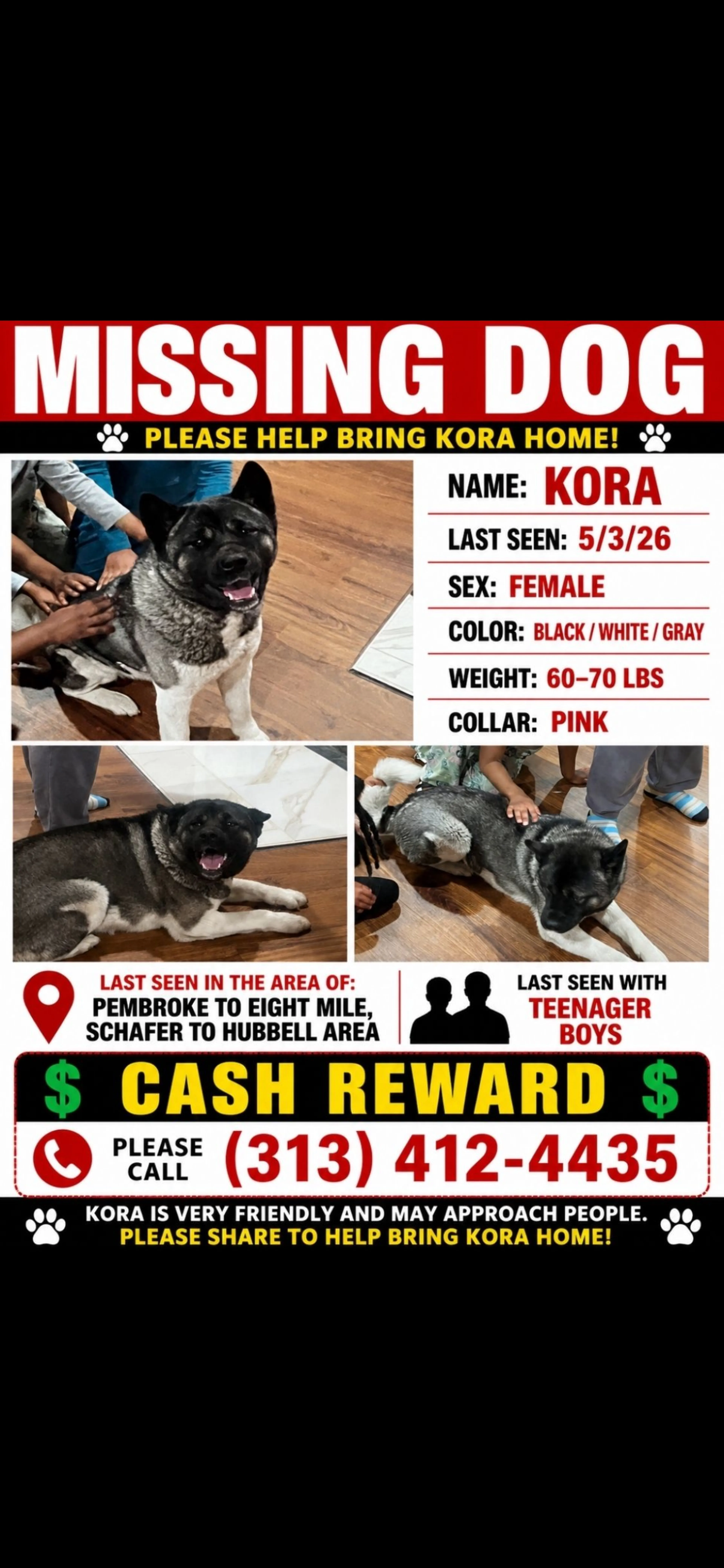 Lost pet-2