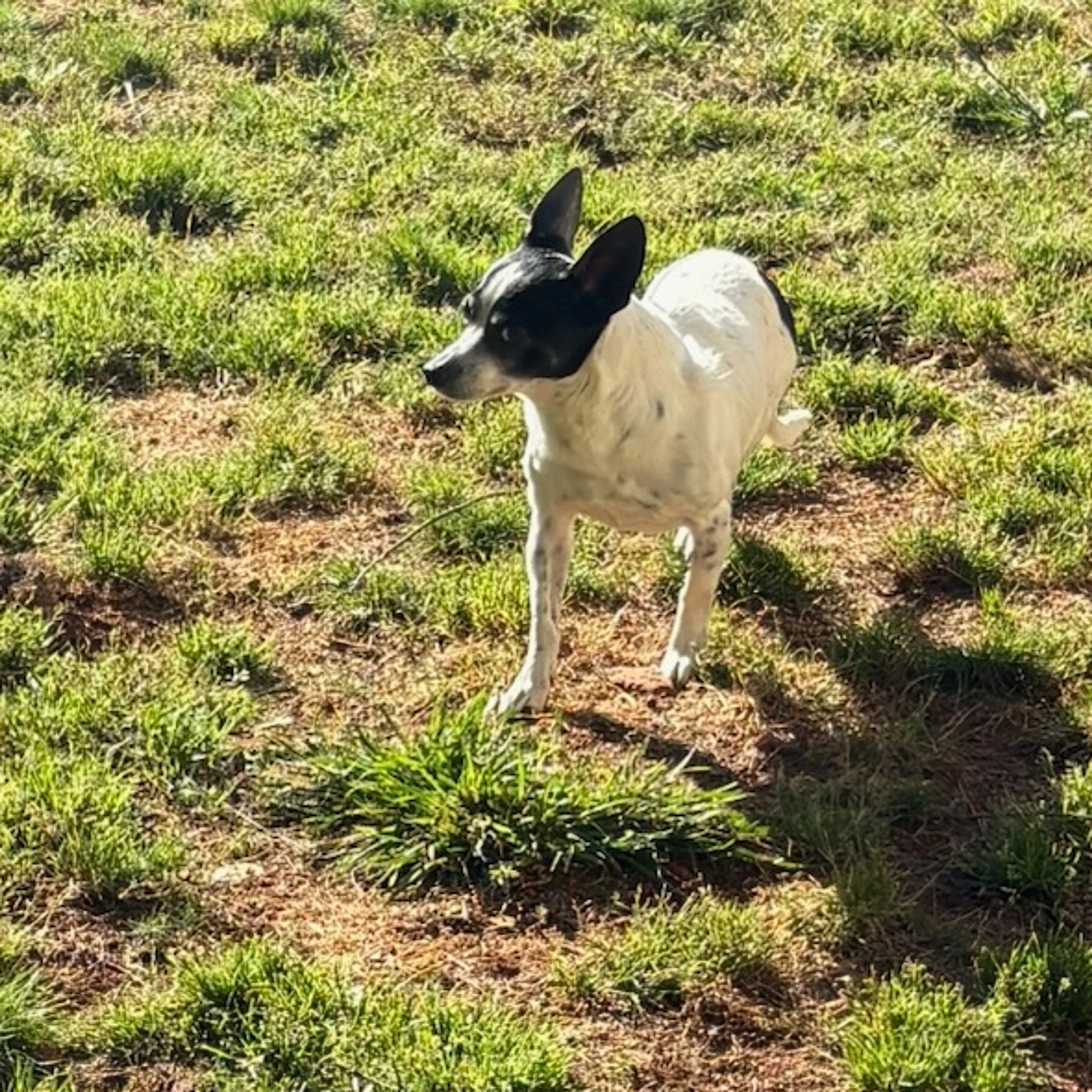 Lost pet-1
