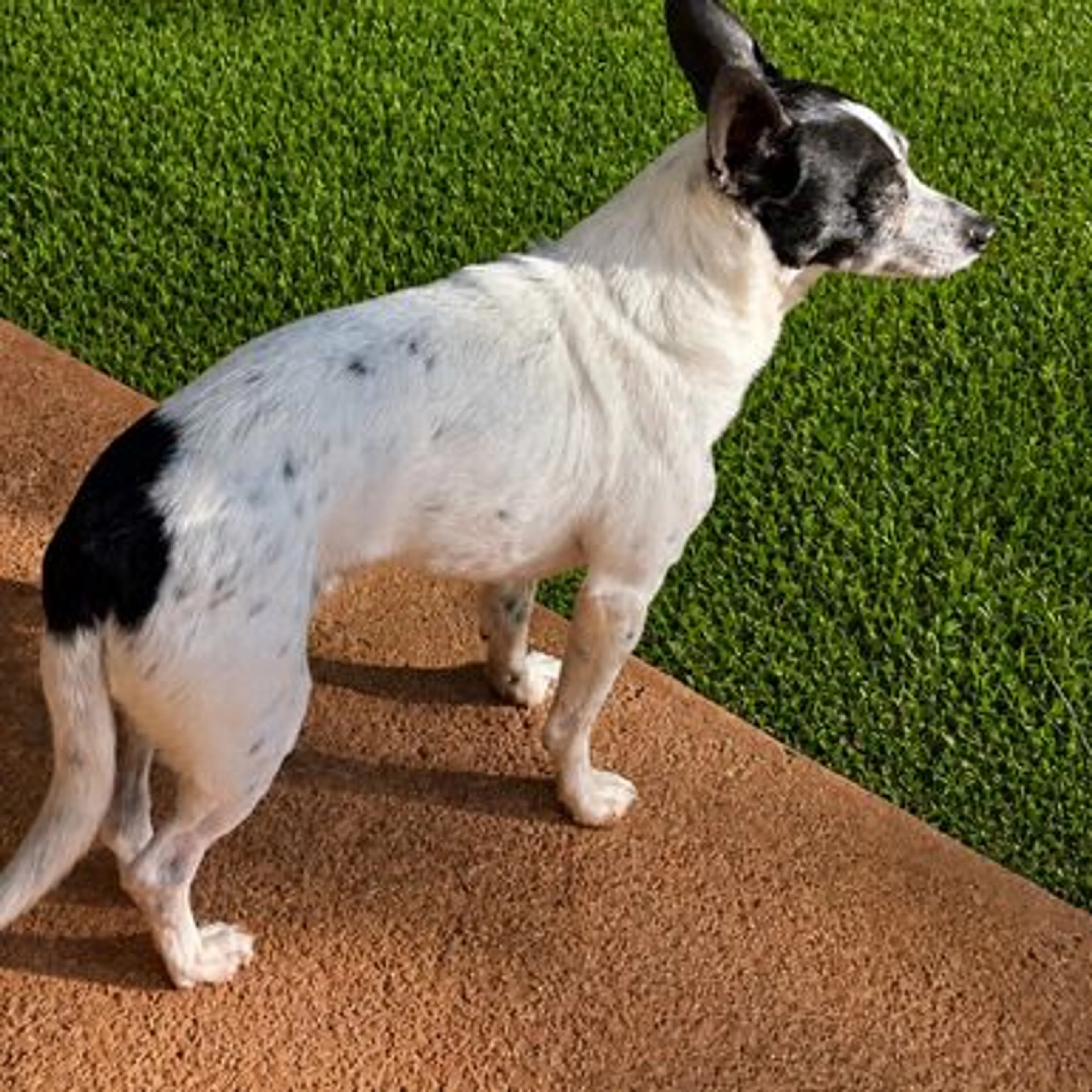 Lost pet-0