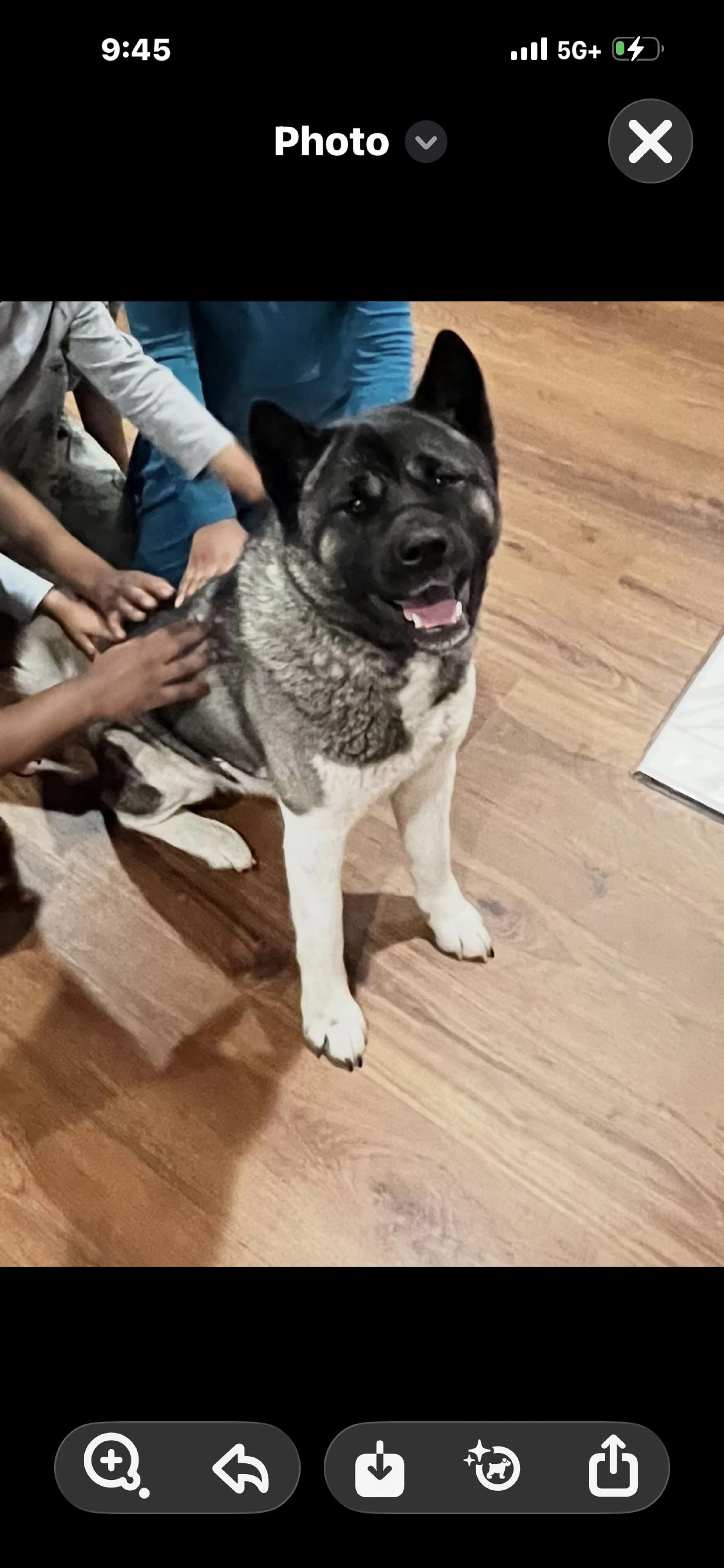 Lost pet-1