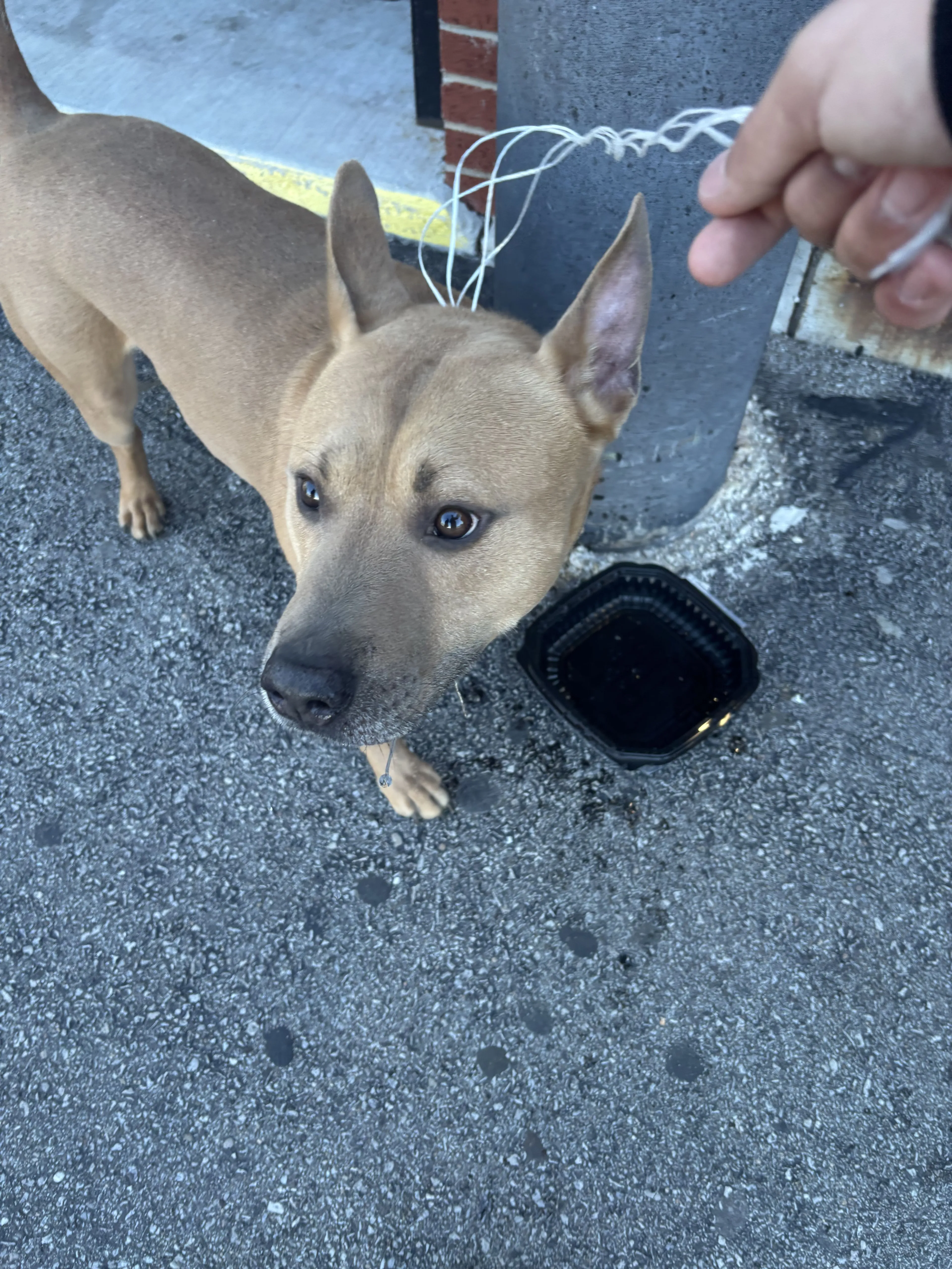 Lost pet