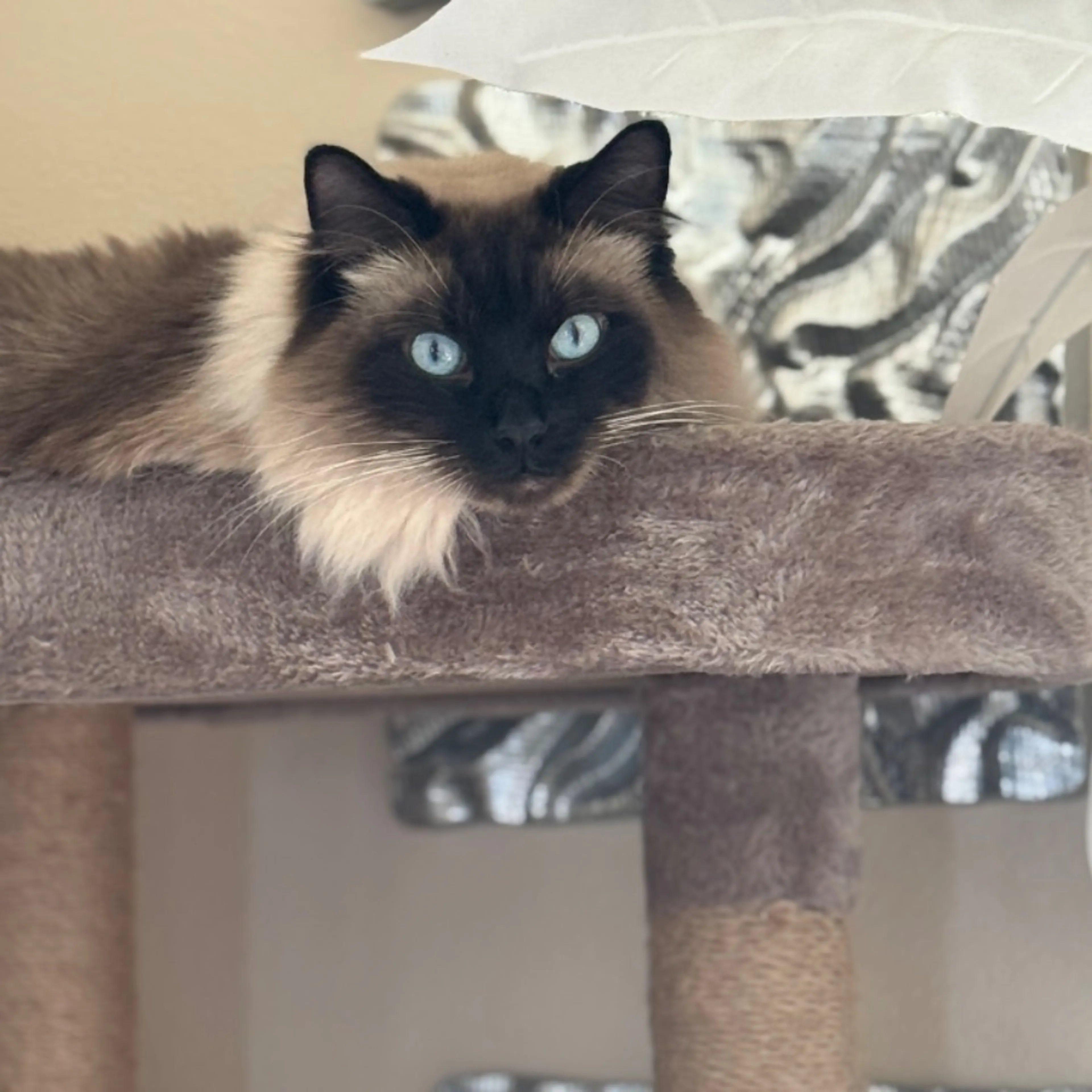 Lost pet