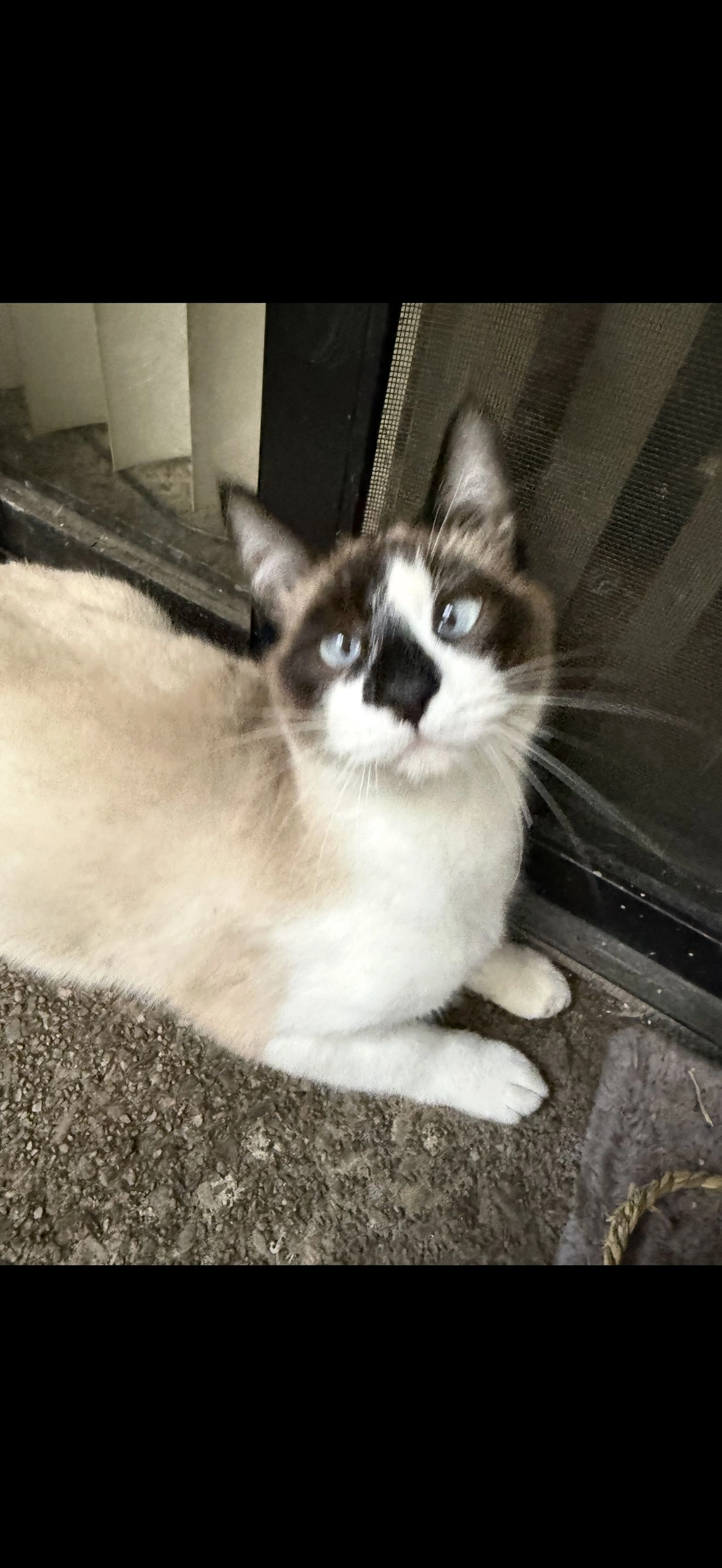 Lost pet
