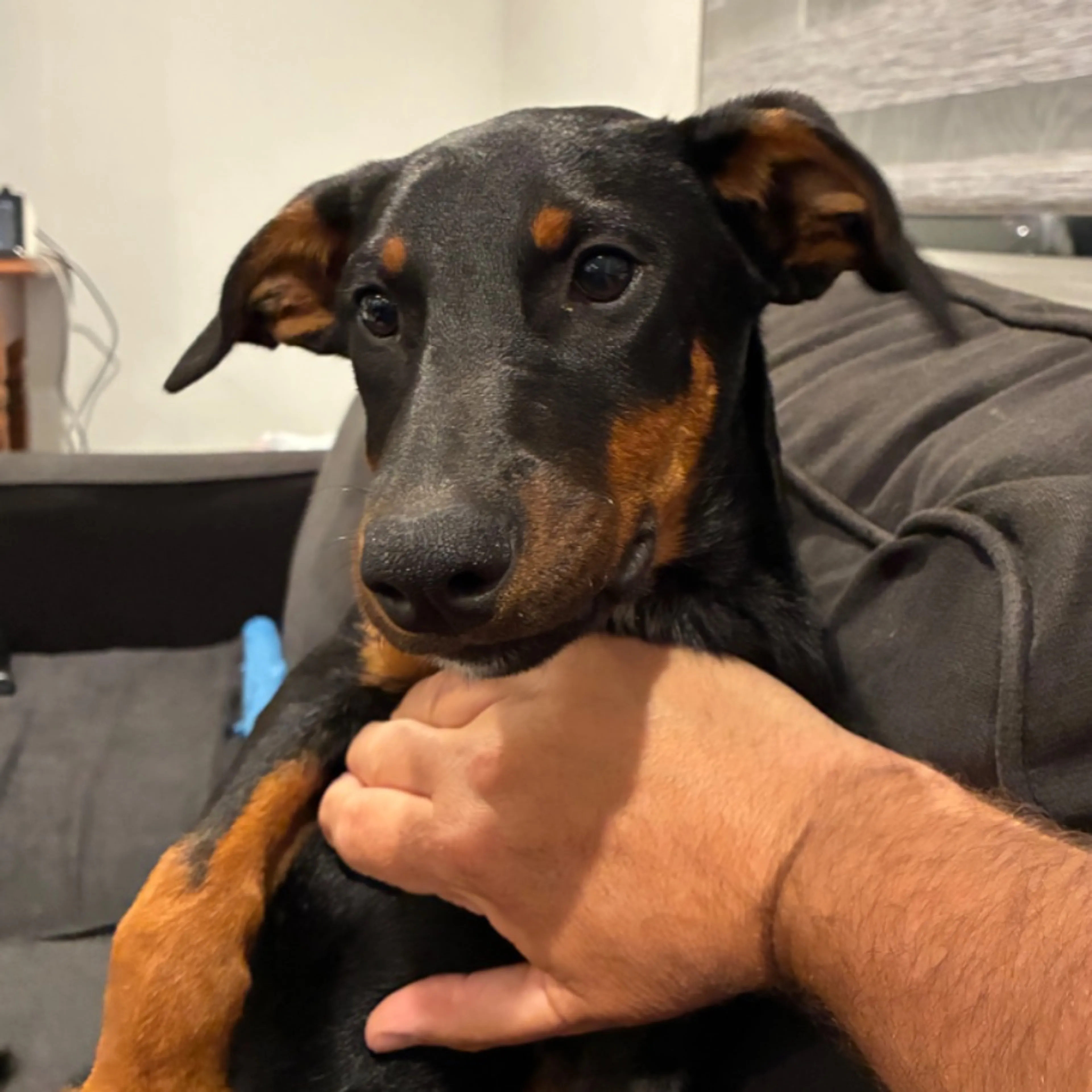Found pet