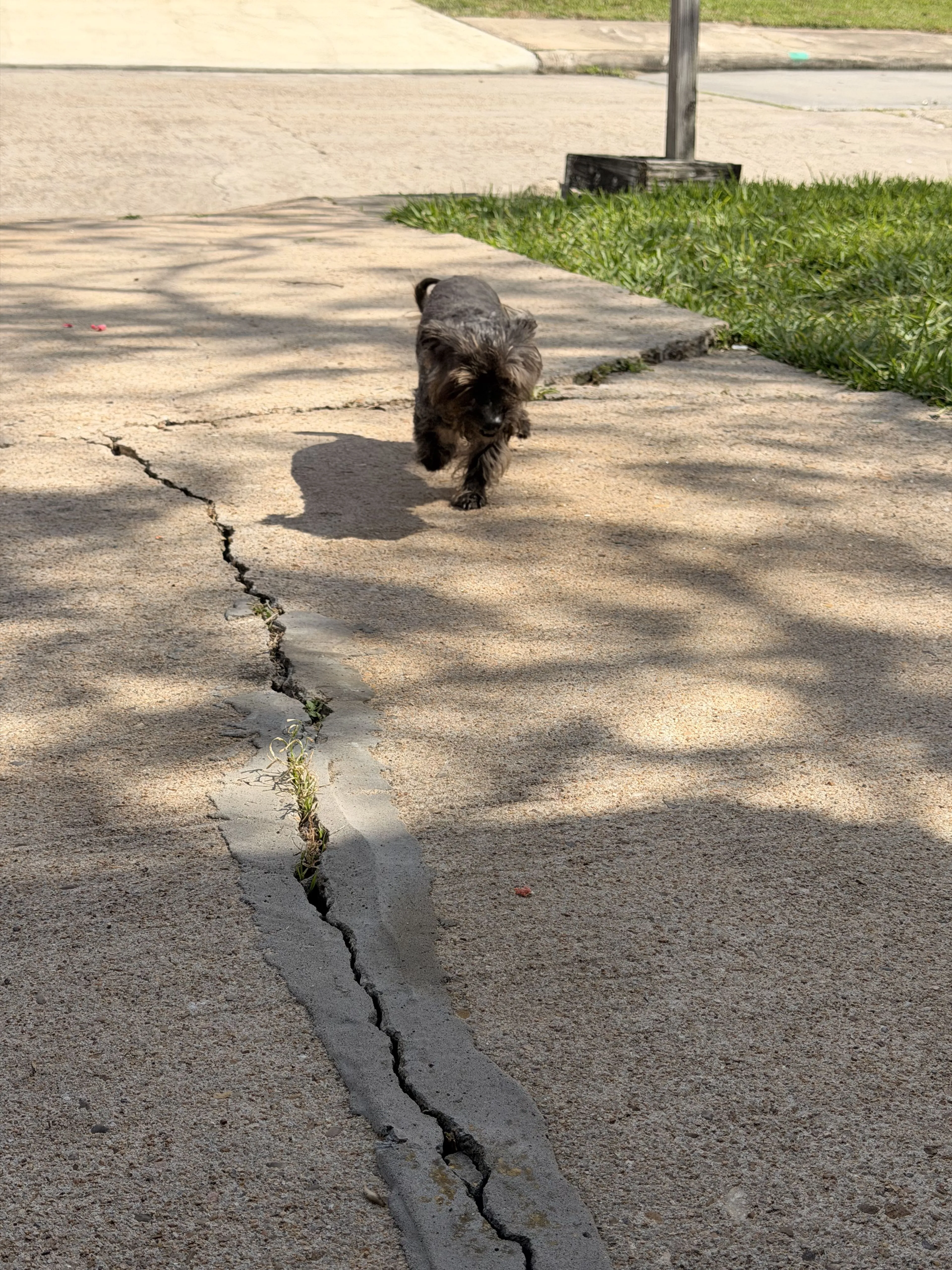 Lost pet-1