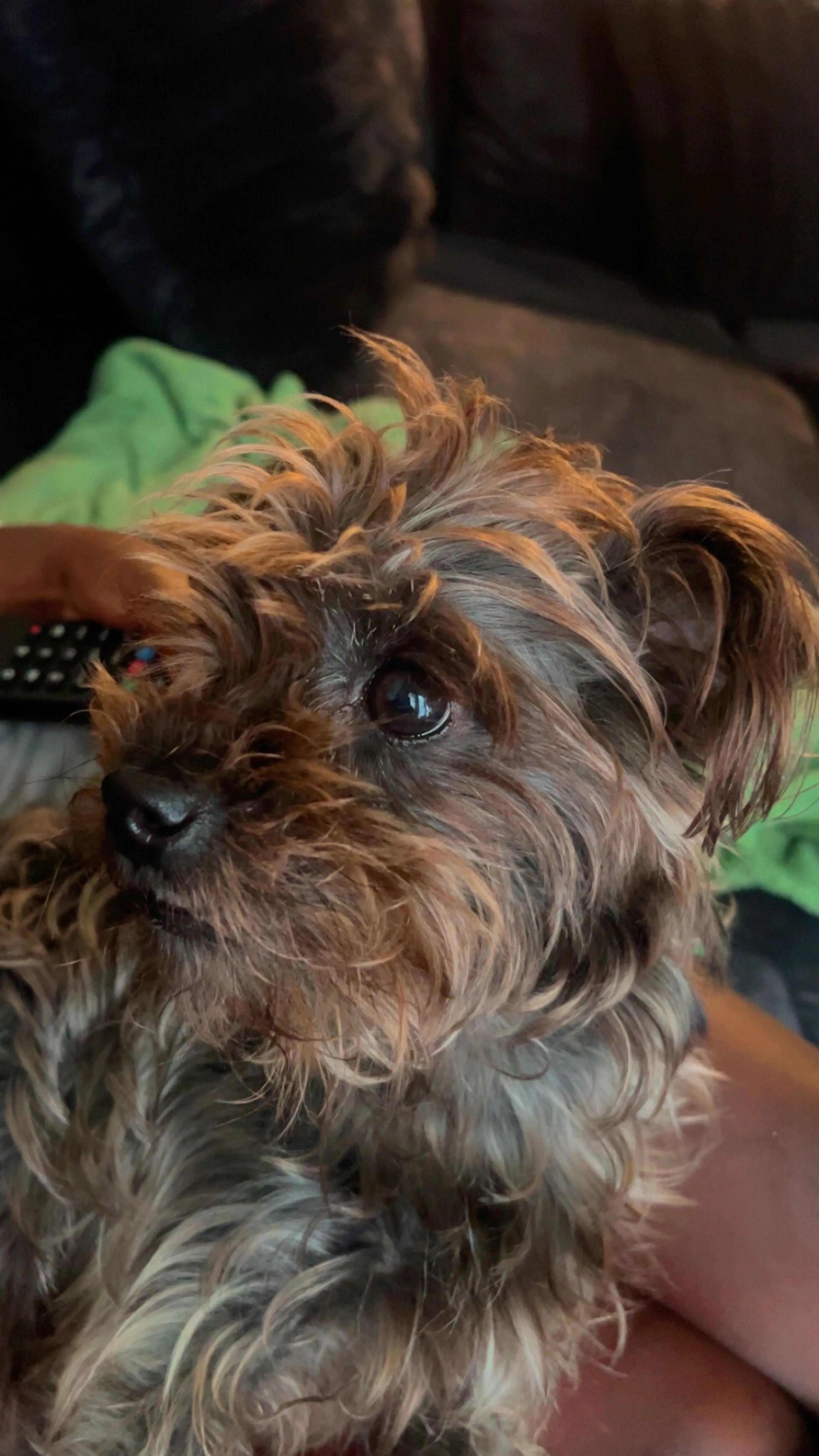 Lost pet-2