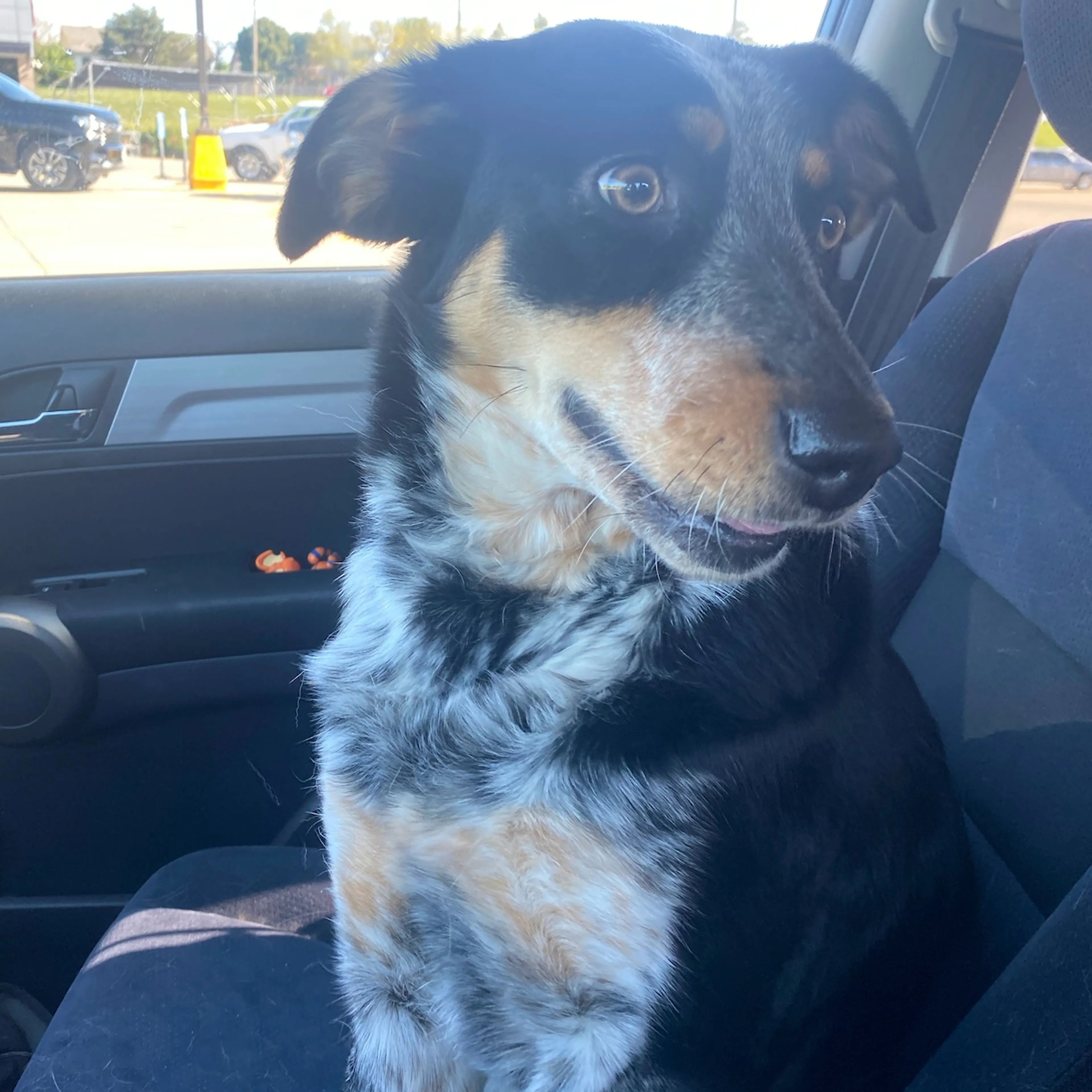 Found pet