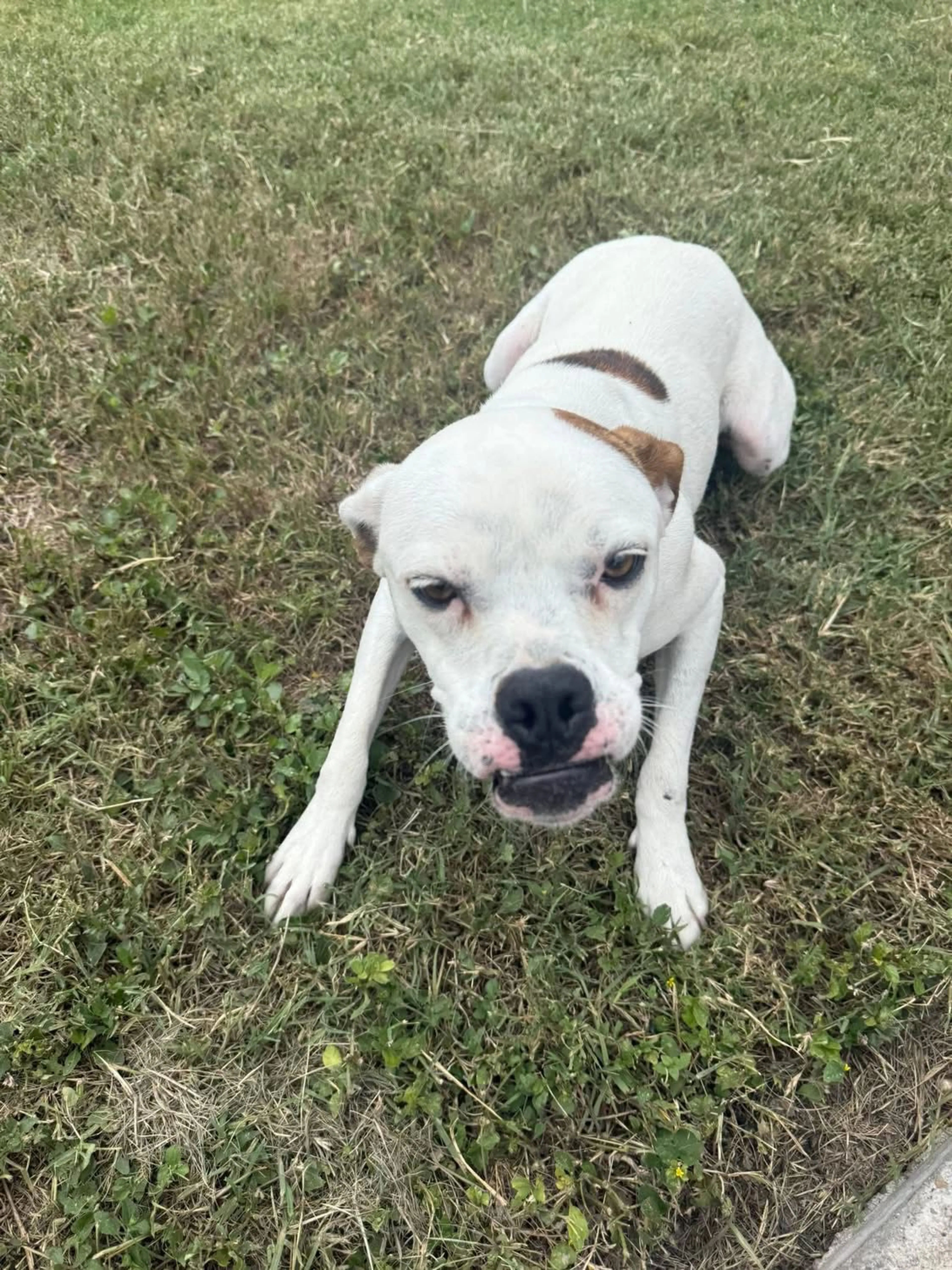 Lost pet-0