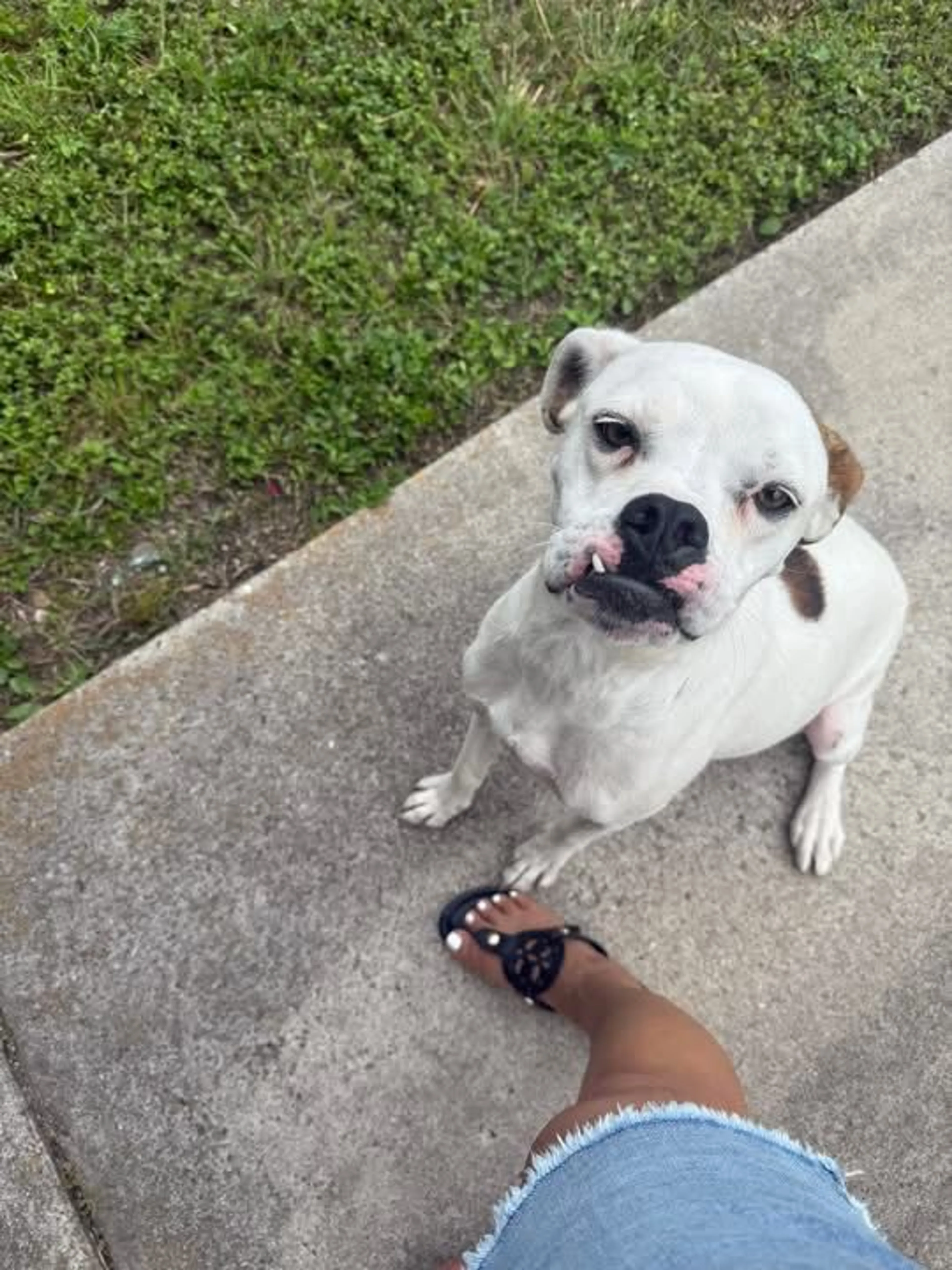 Lost pet-1