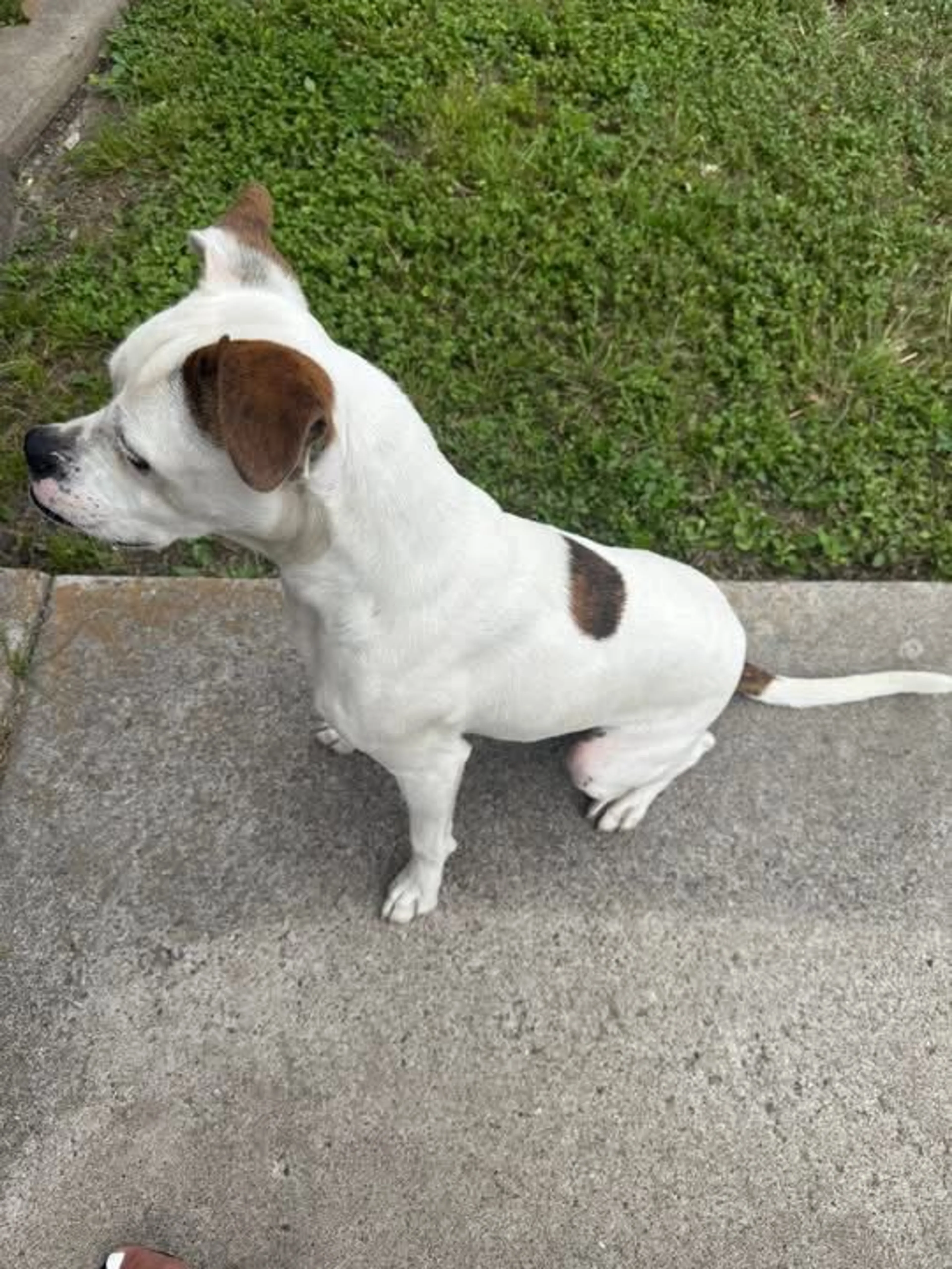 Lost pet-2