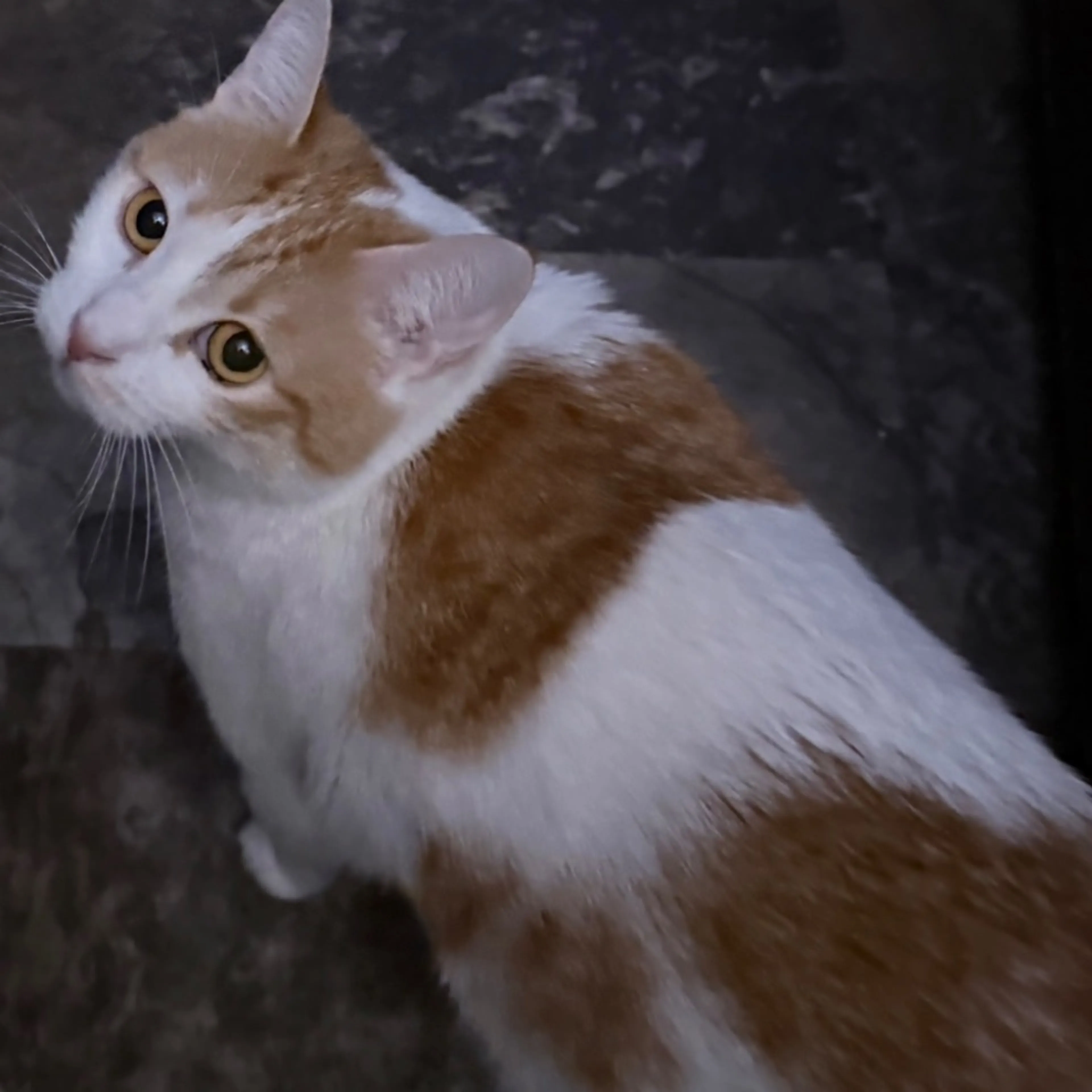 Lost pet
