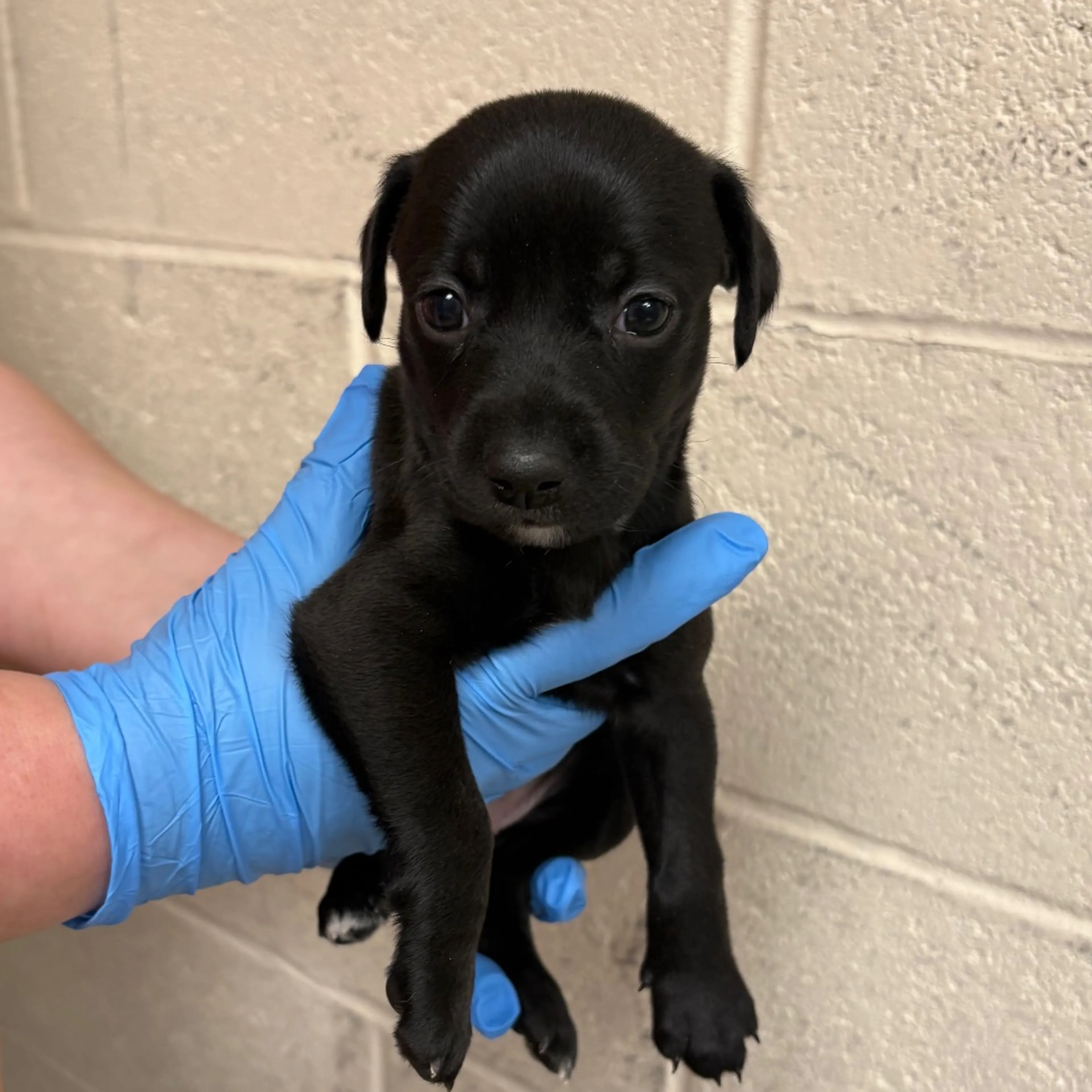 Found pet-1