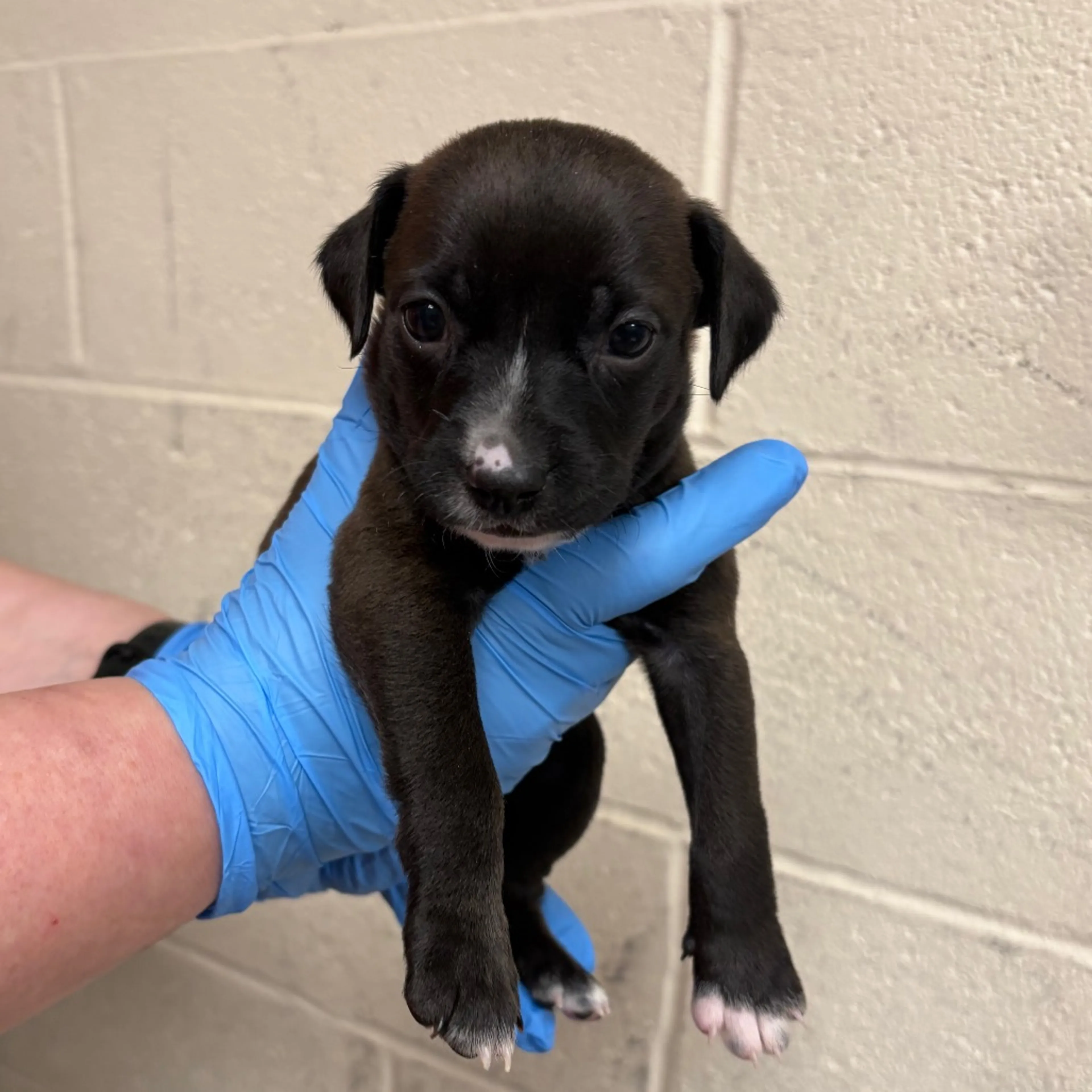 Found pet-1