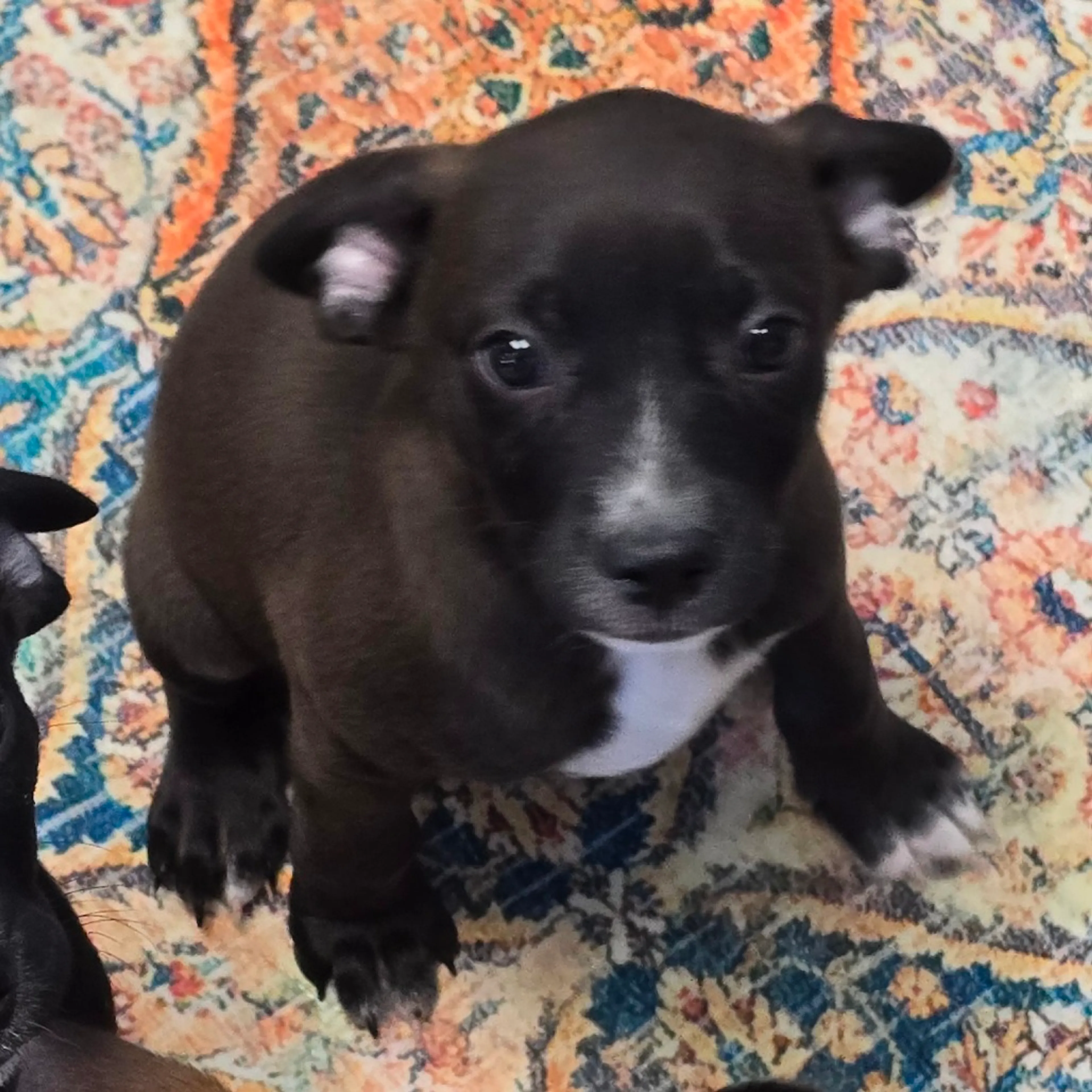 Found pet-2
