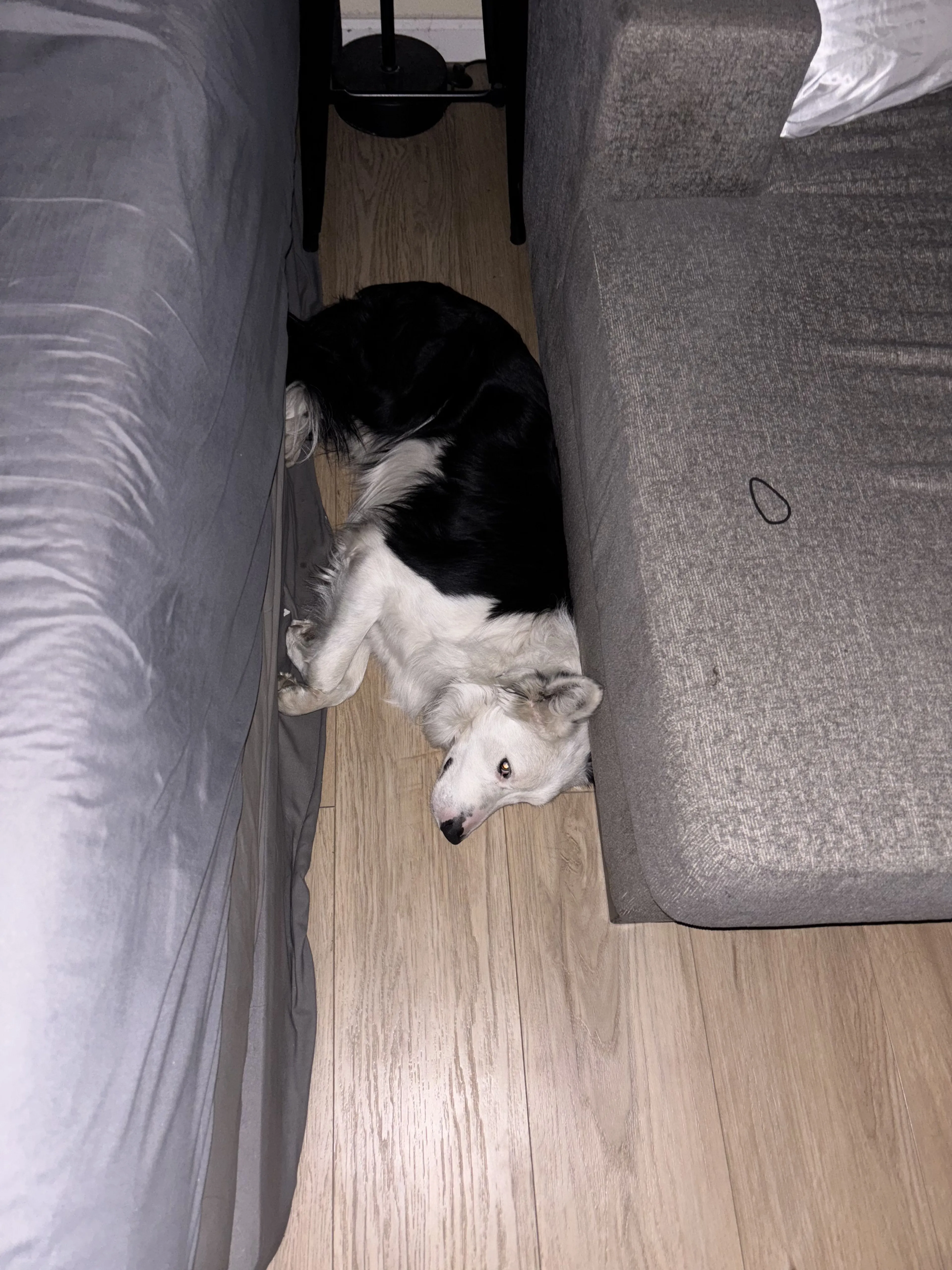 Lost pet-1