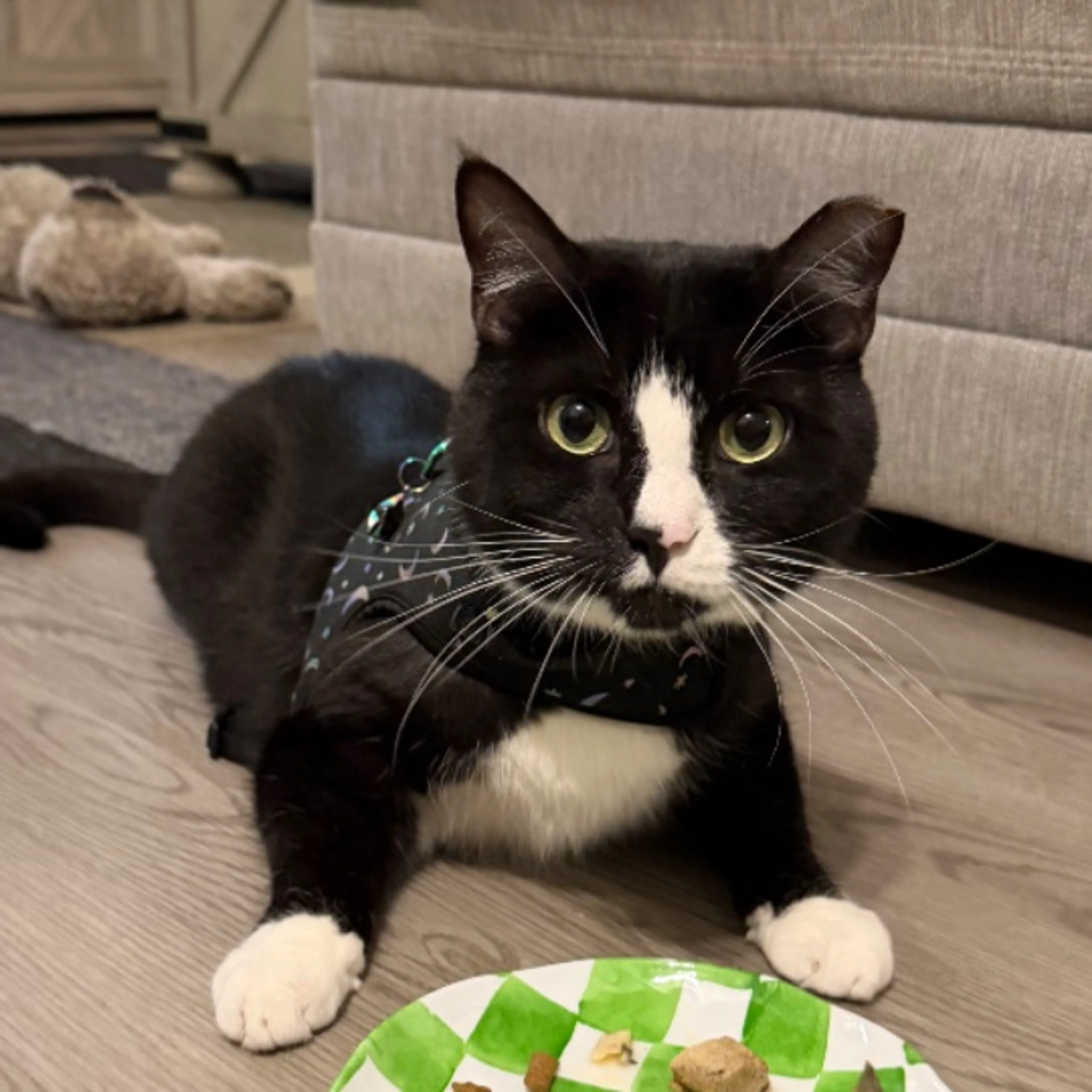 Lost pet