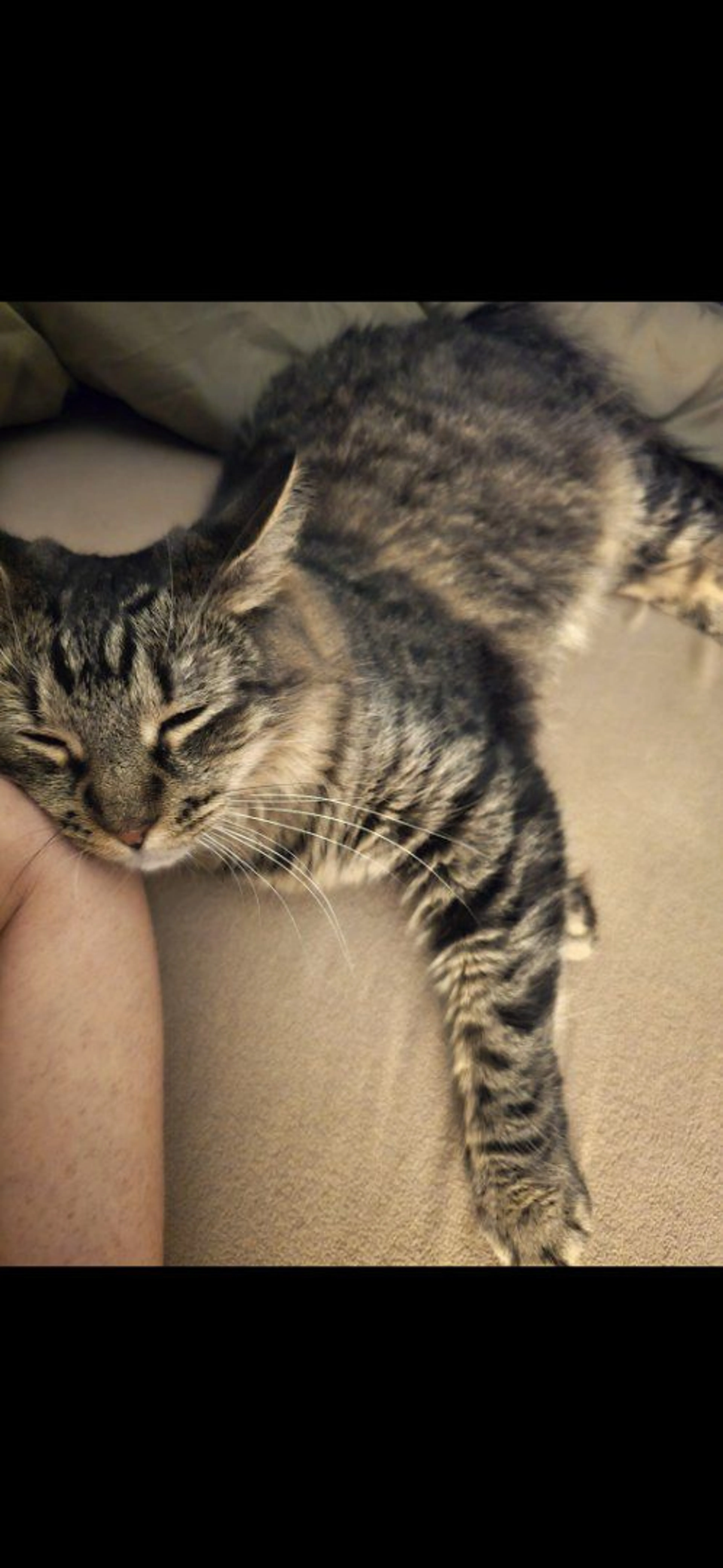 Lost pet