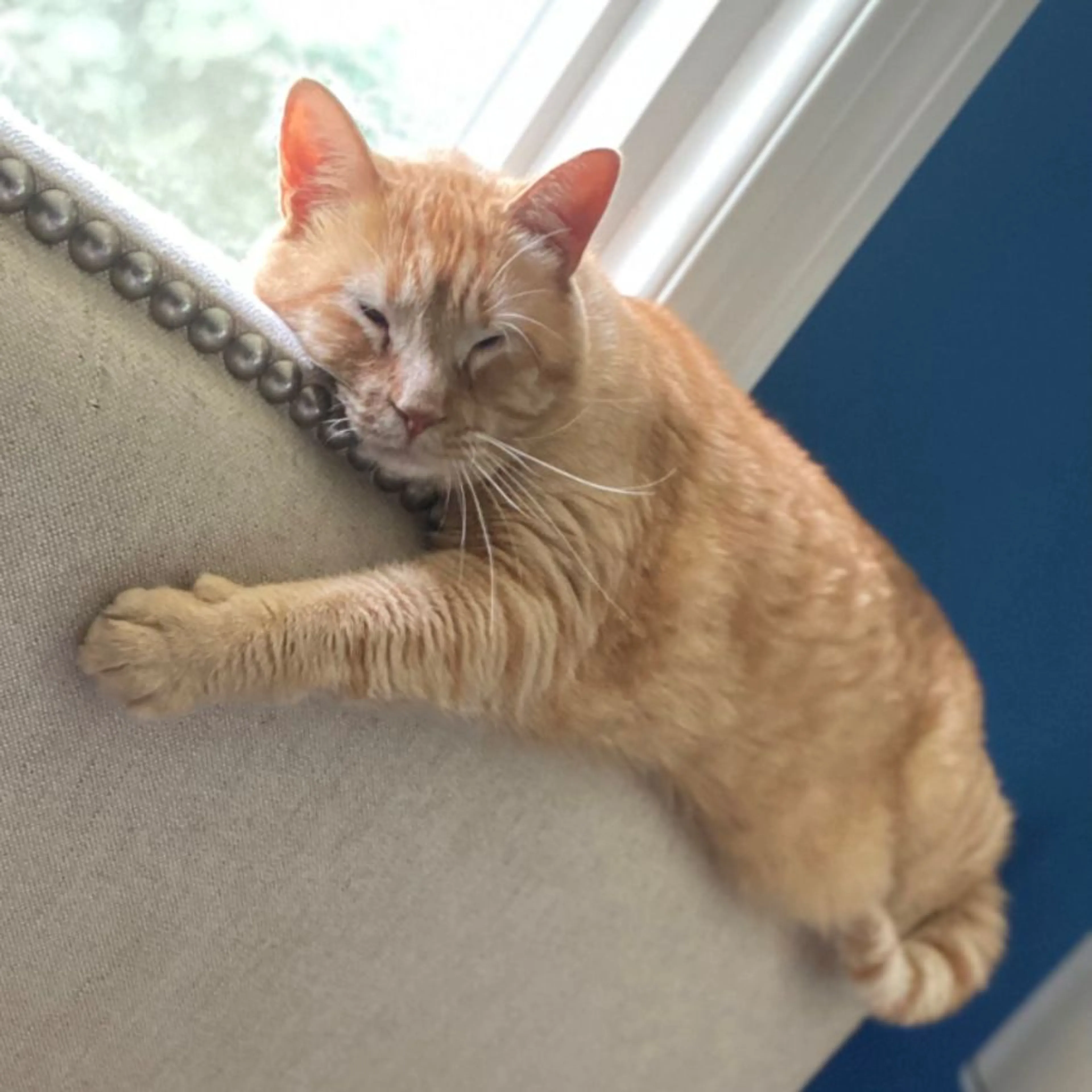 Lost pet