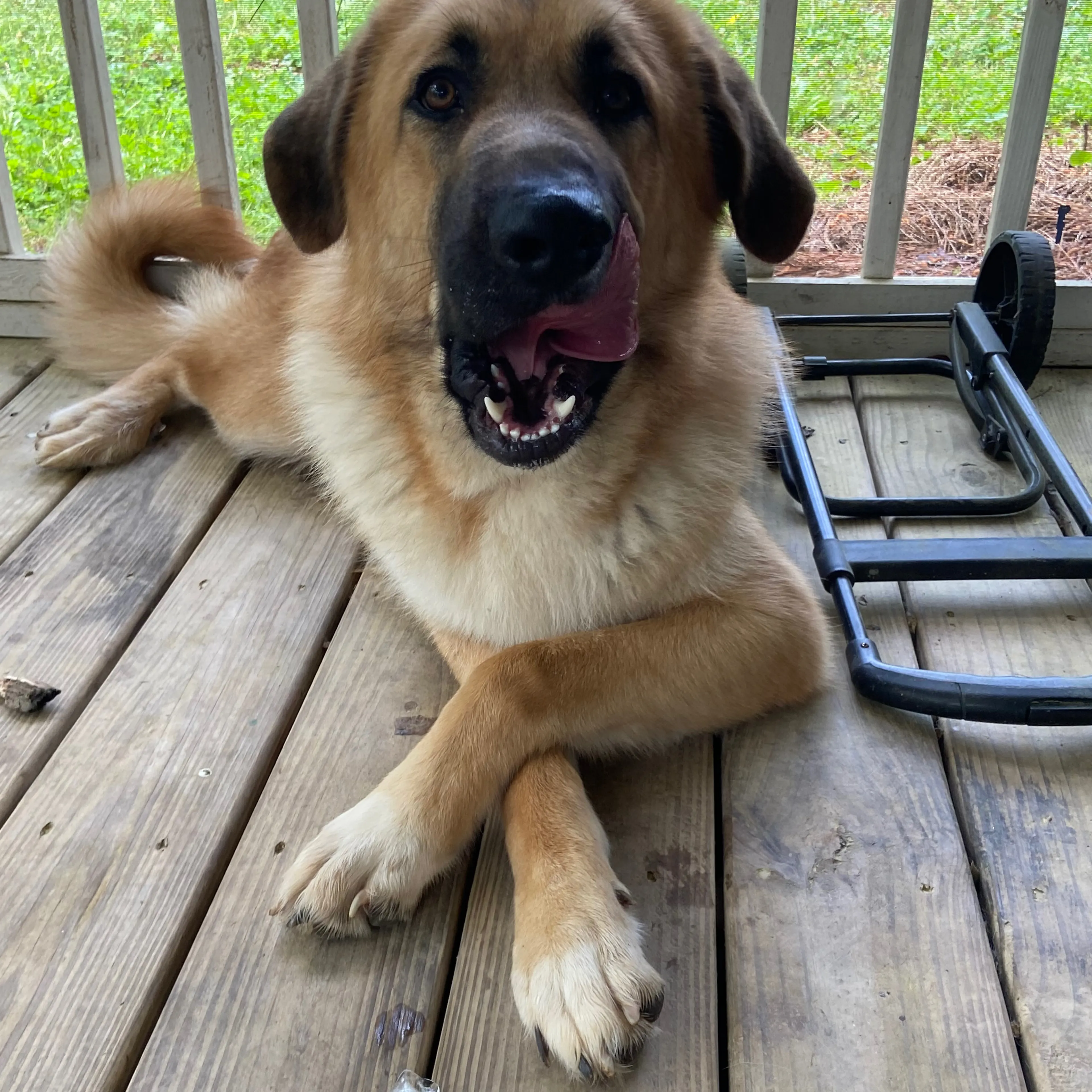 Lost pet-3