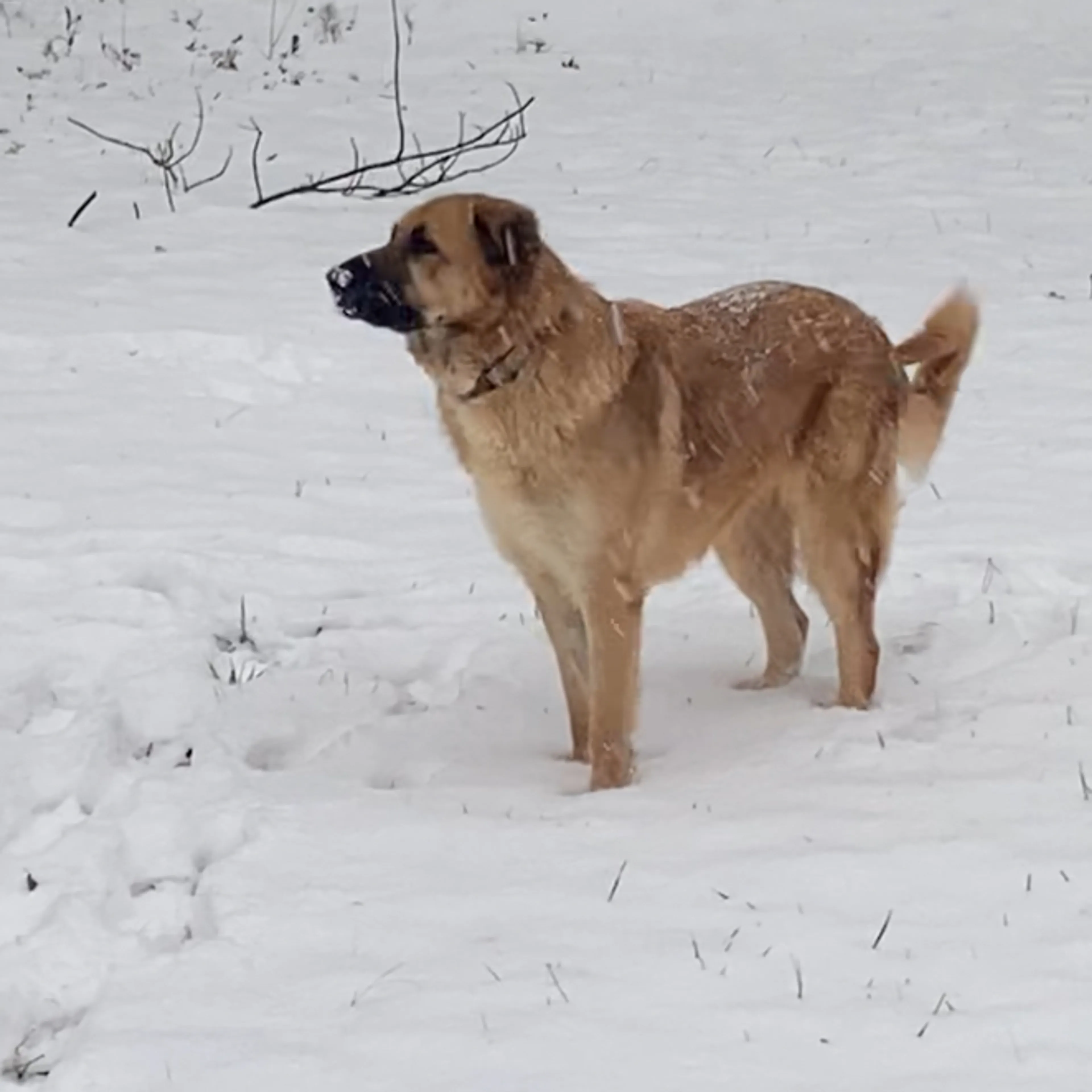 Lost pet-1