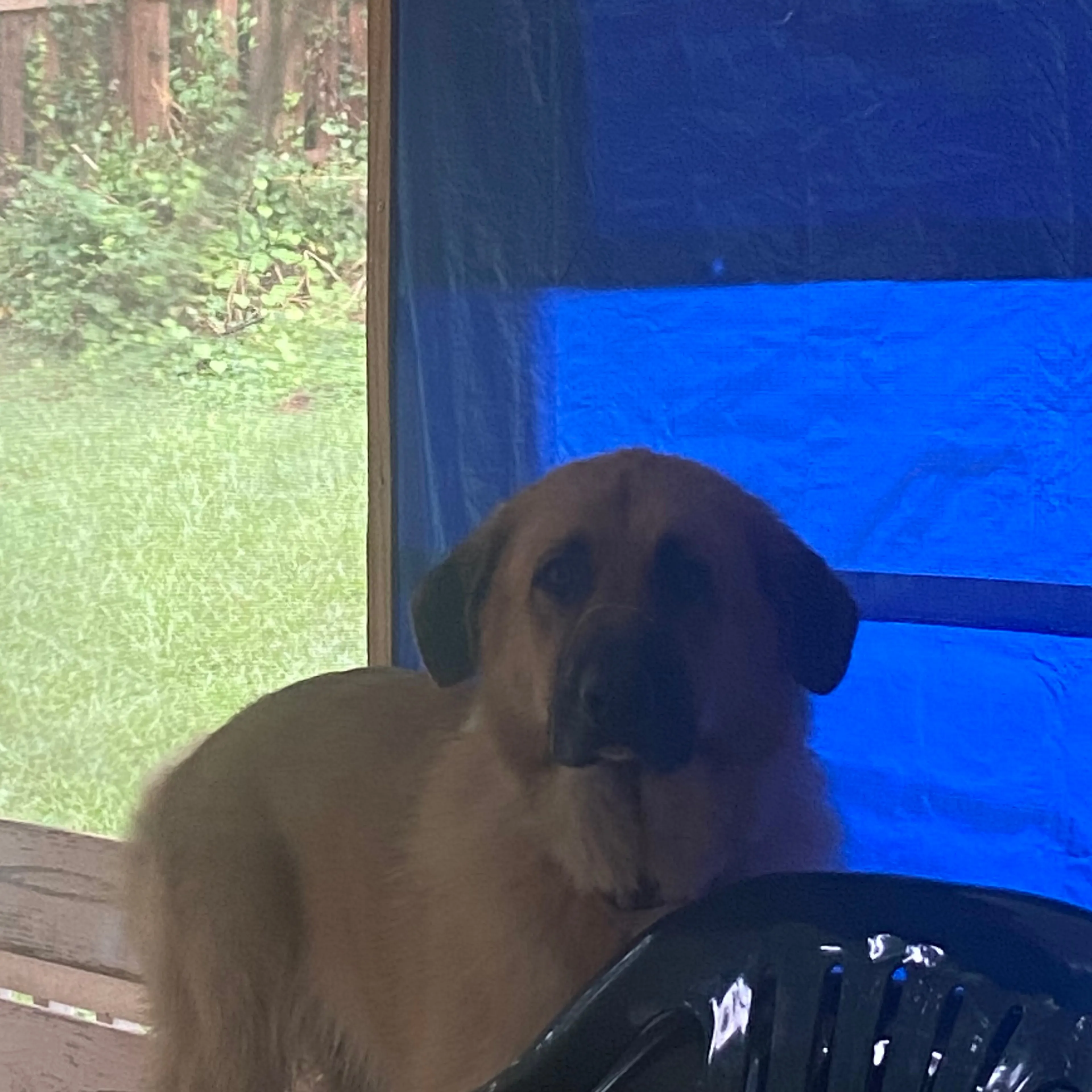 Lost pet-2