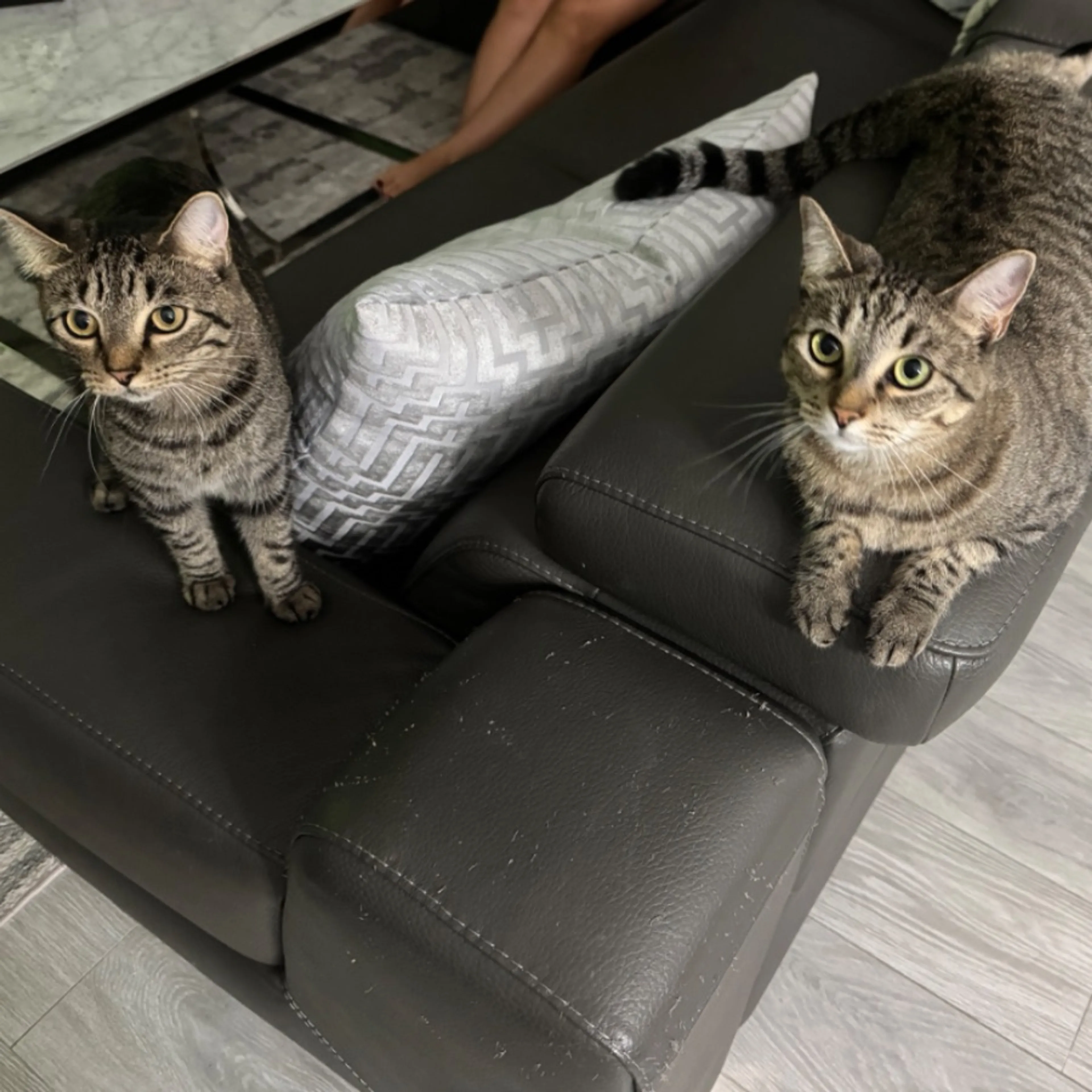 Lost pet