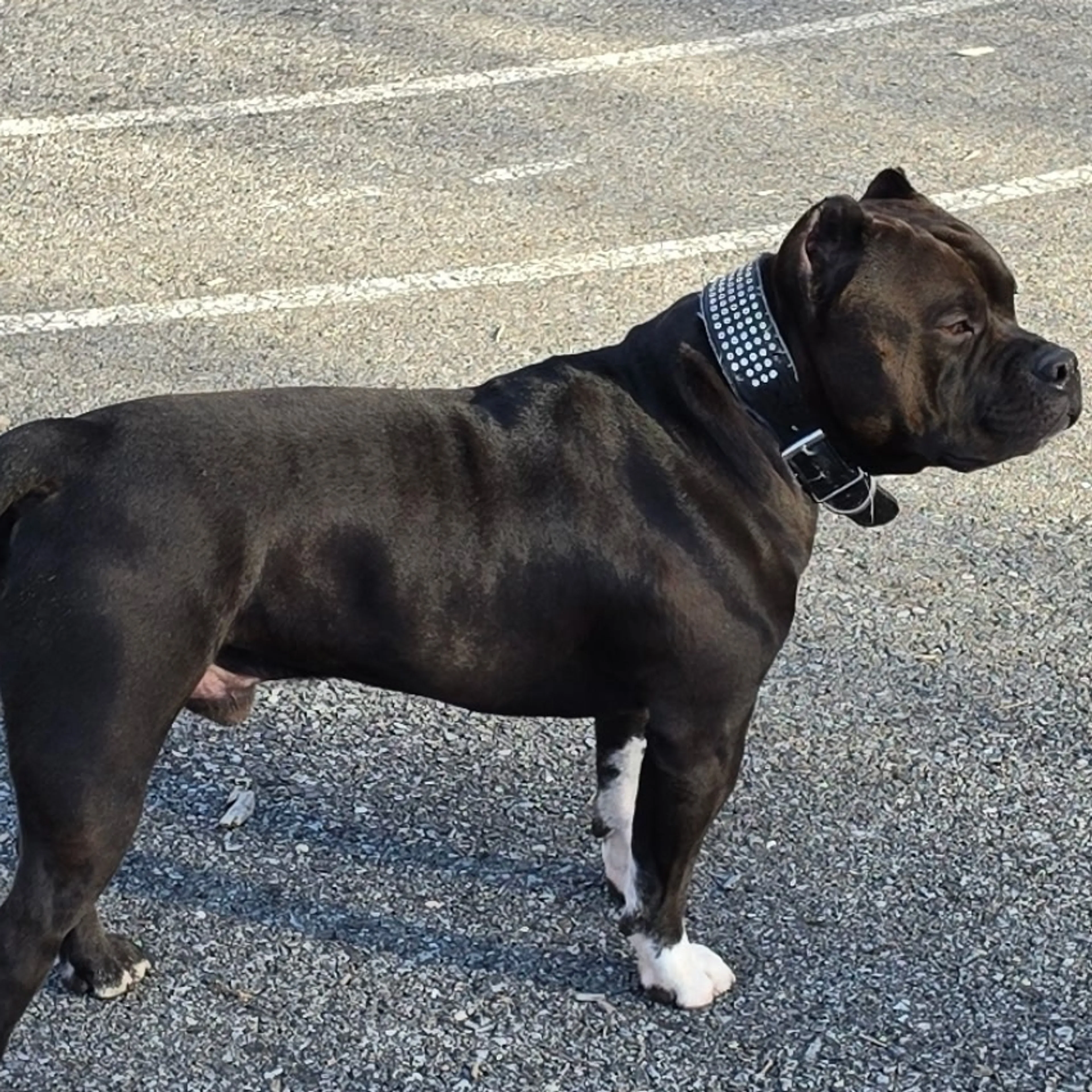 Lost pet-1