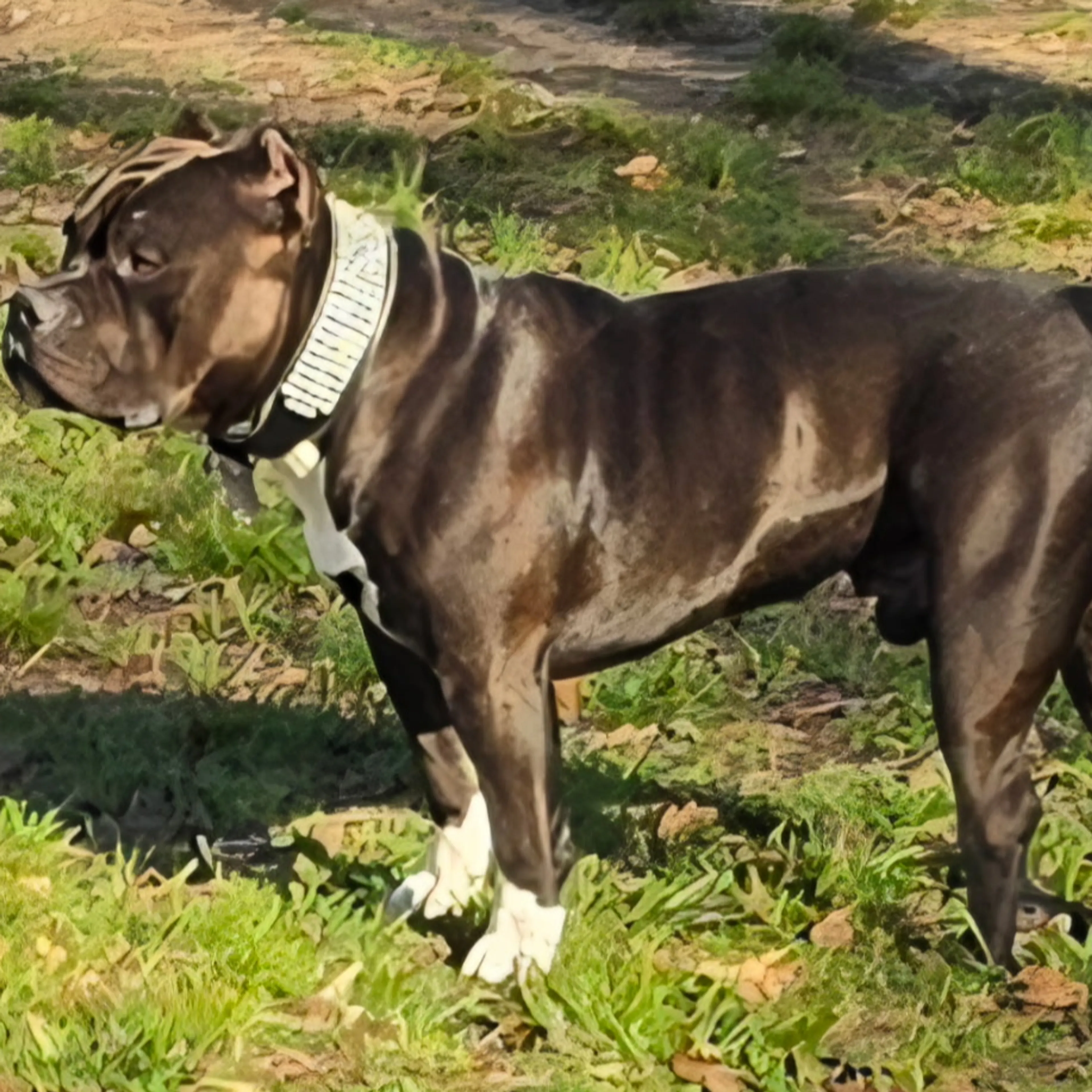 Lost pet-3